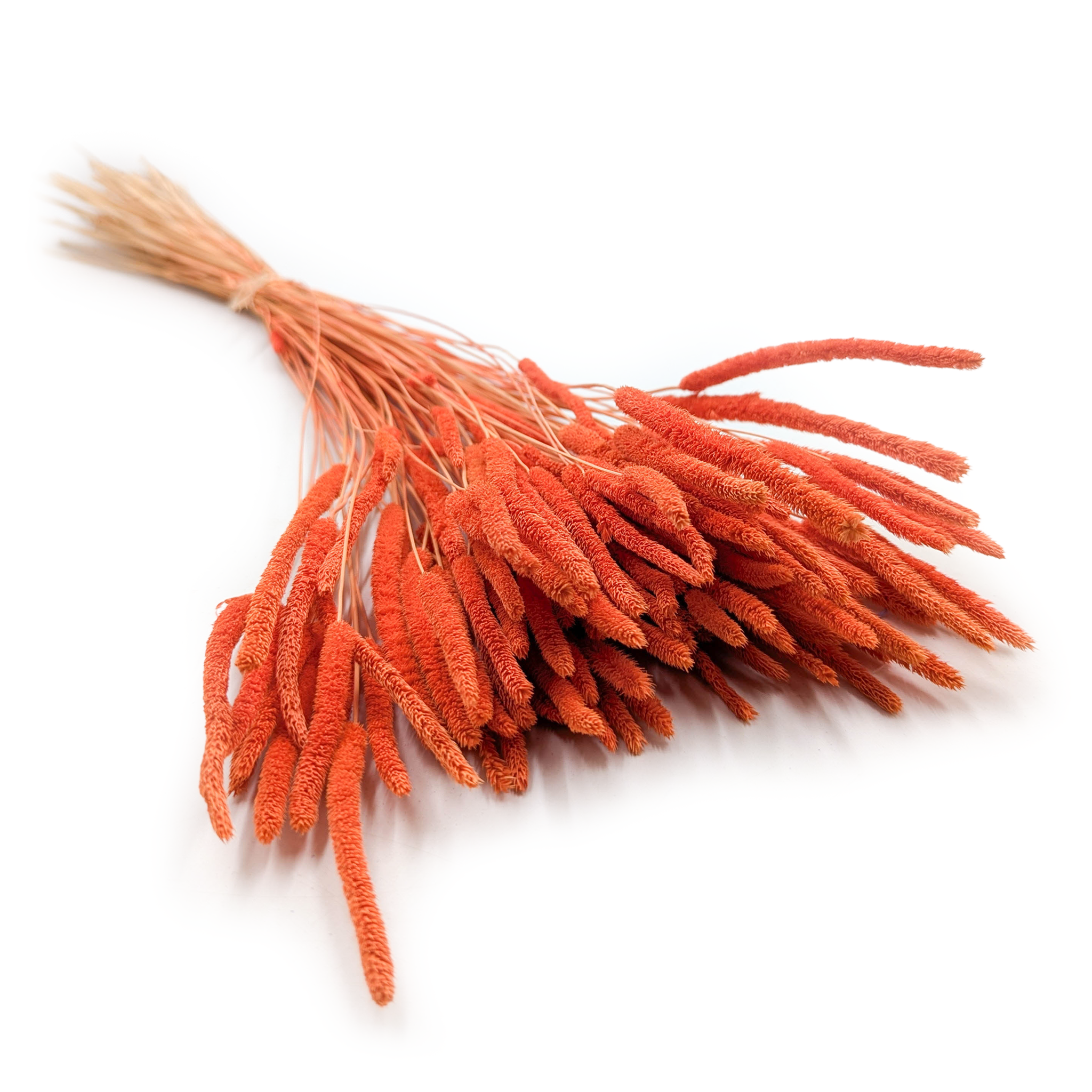 Herbe séchée – Fléole (Phleum) – Orange