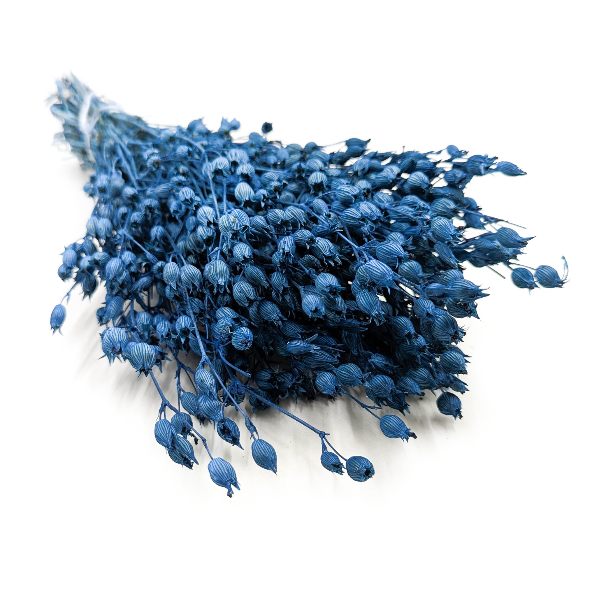 Silène enflé – (Silene) – Bleu