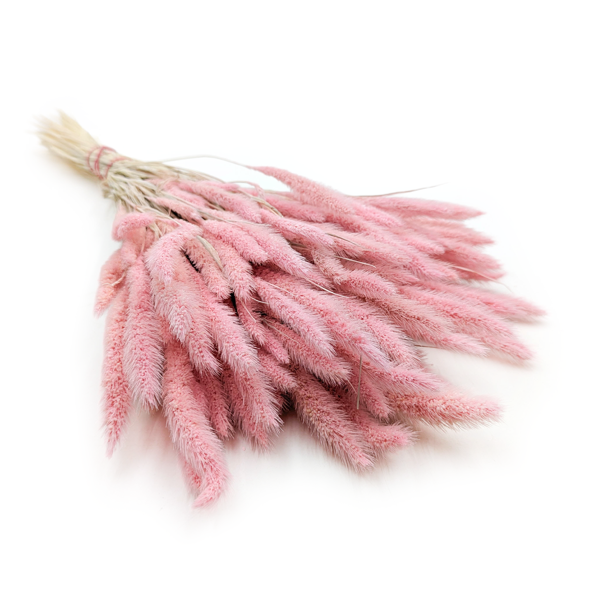 Setaria Séchée – Rose