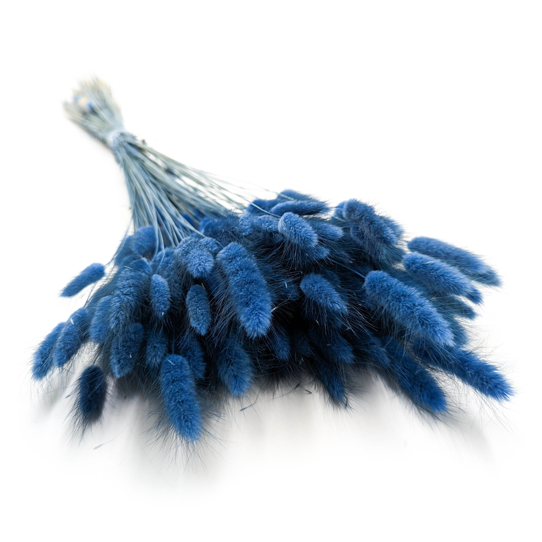 Lagurus séchée – Queue-de-lièvre – Bleu