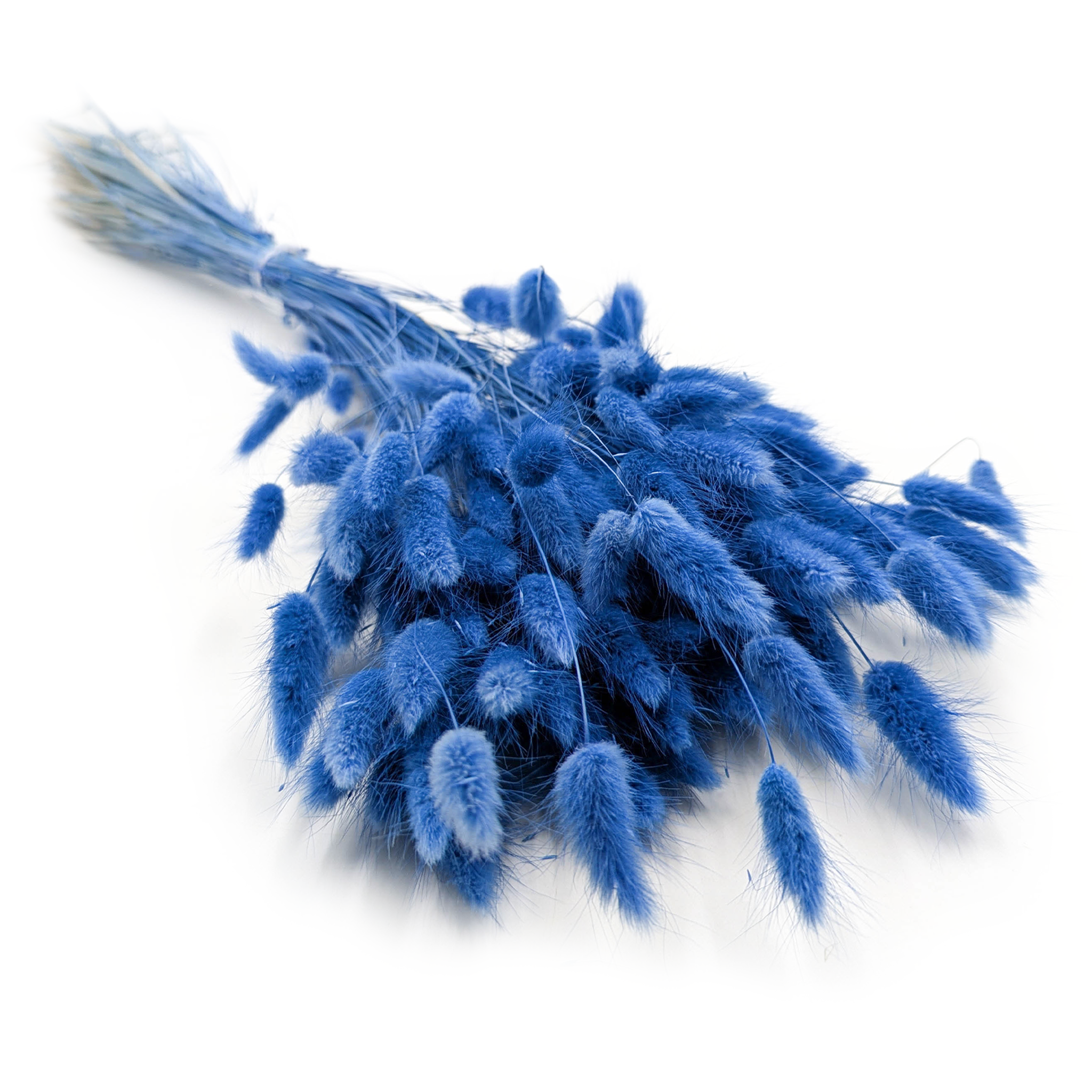 Lagurus séché – Queue-de-lièvre – Bleu lagon