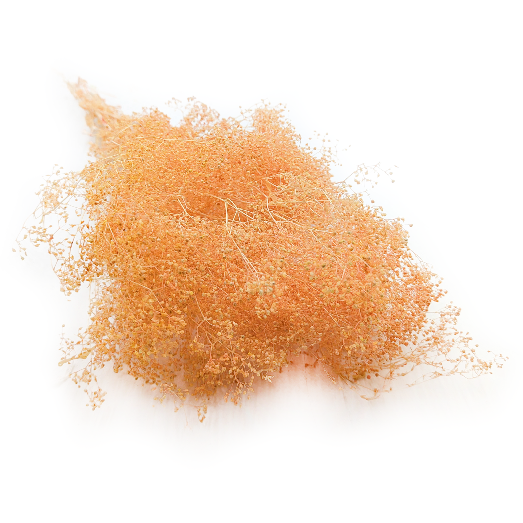 Gypsophile Stabilisée MINI – Pêche