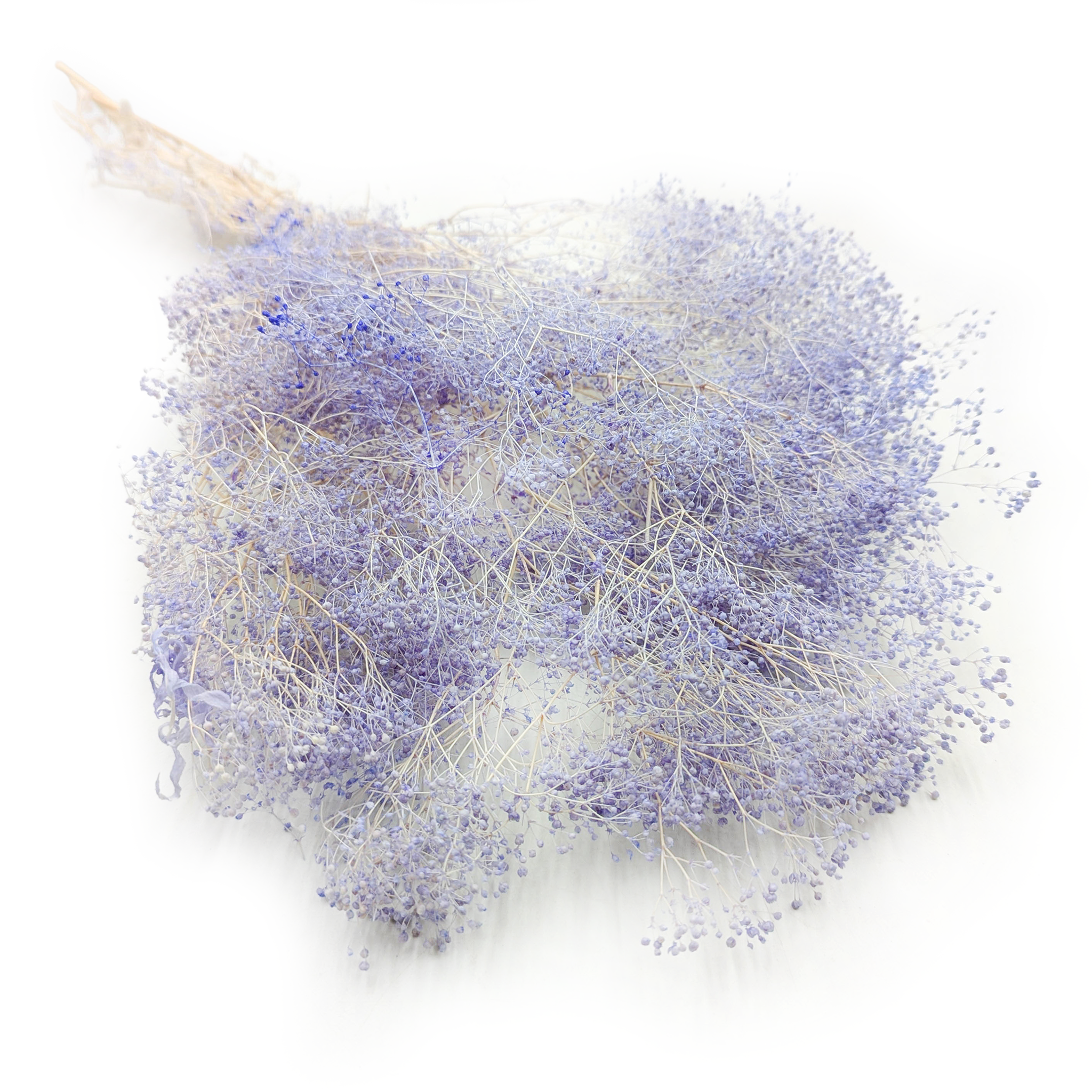 Gypsophile Stabilisée MINI – Lavande