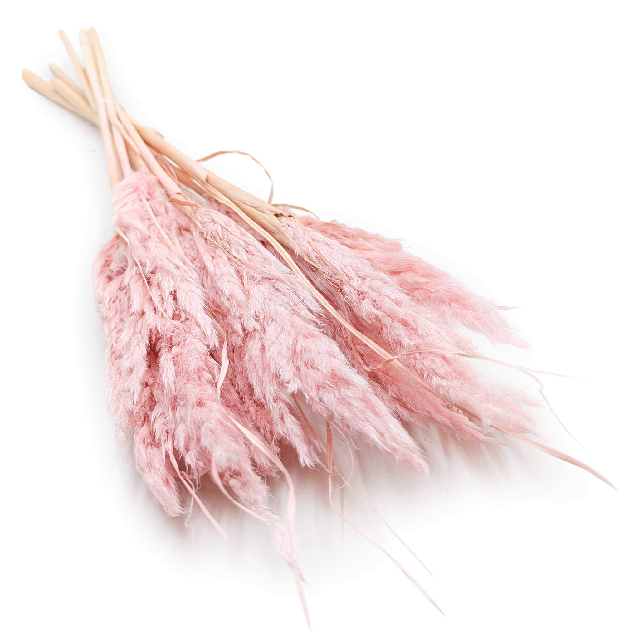 Mini Herbe de Pampa – Rose Nacré – 10 pcs