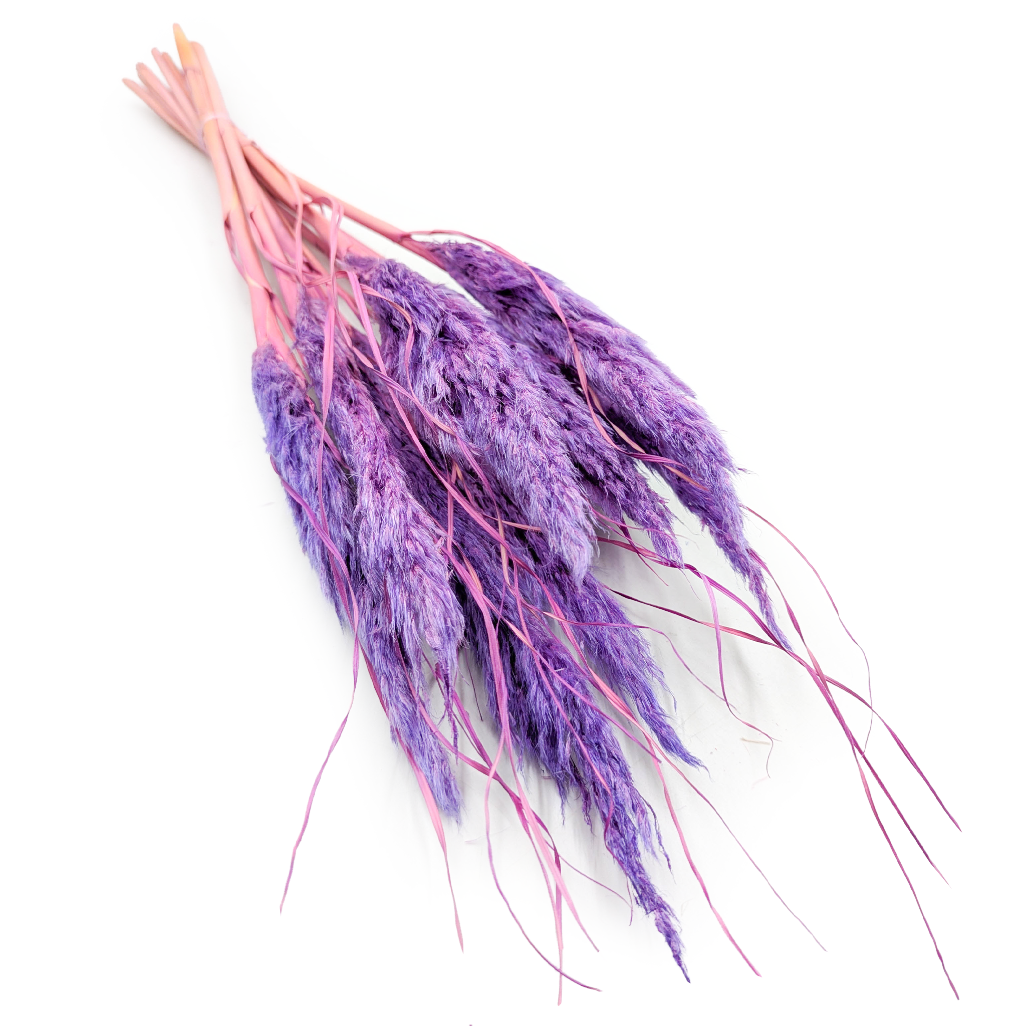 Mini Herbe de la Pampa – Lilas – 10 tiges