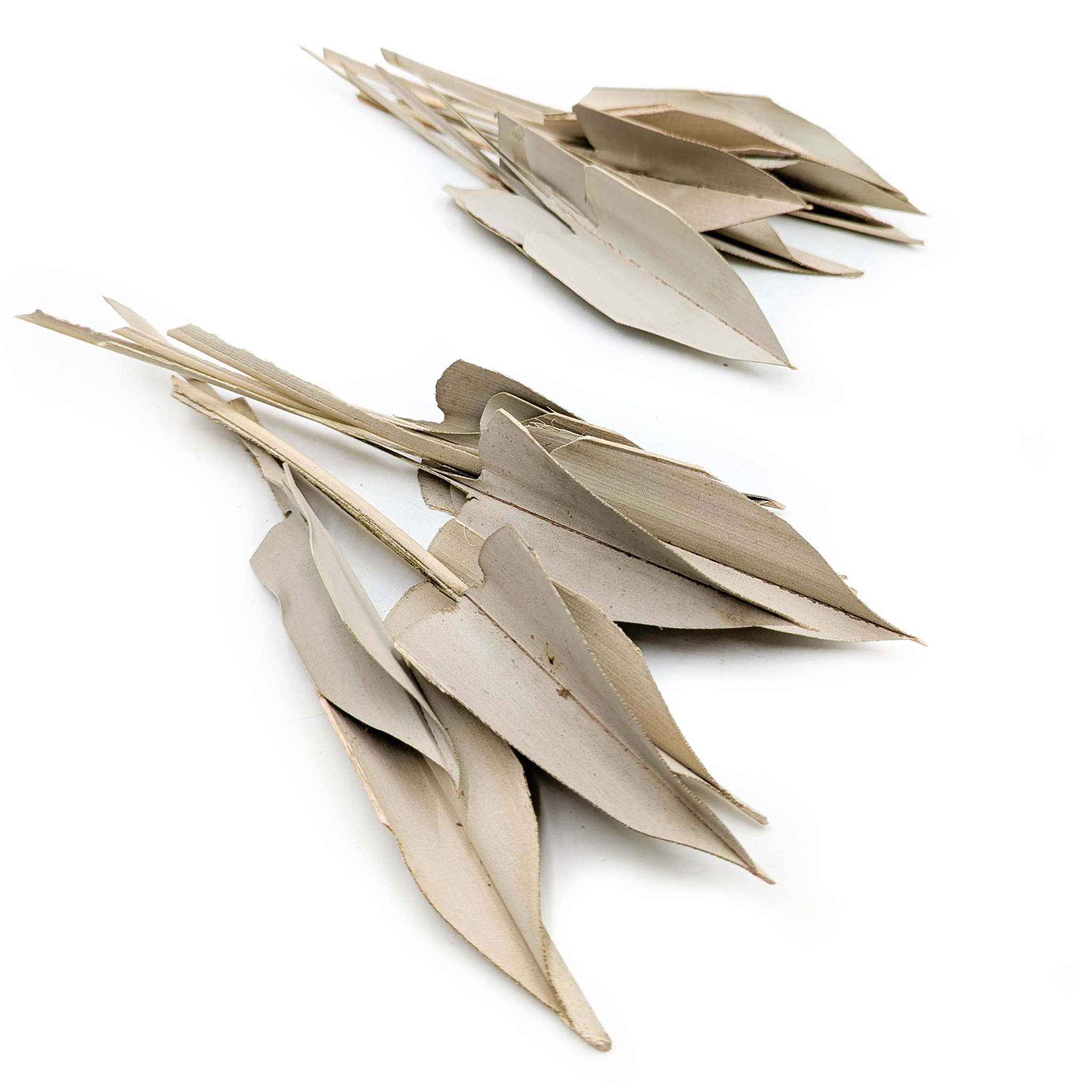 Feuilles de palmier séchées – Arrow Leaf – Naturelles - 20 pièces