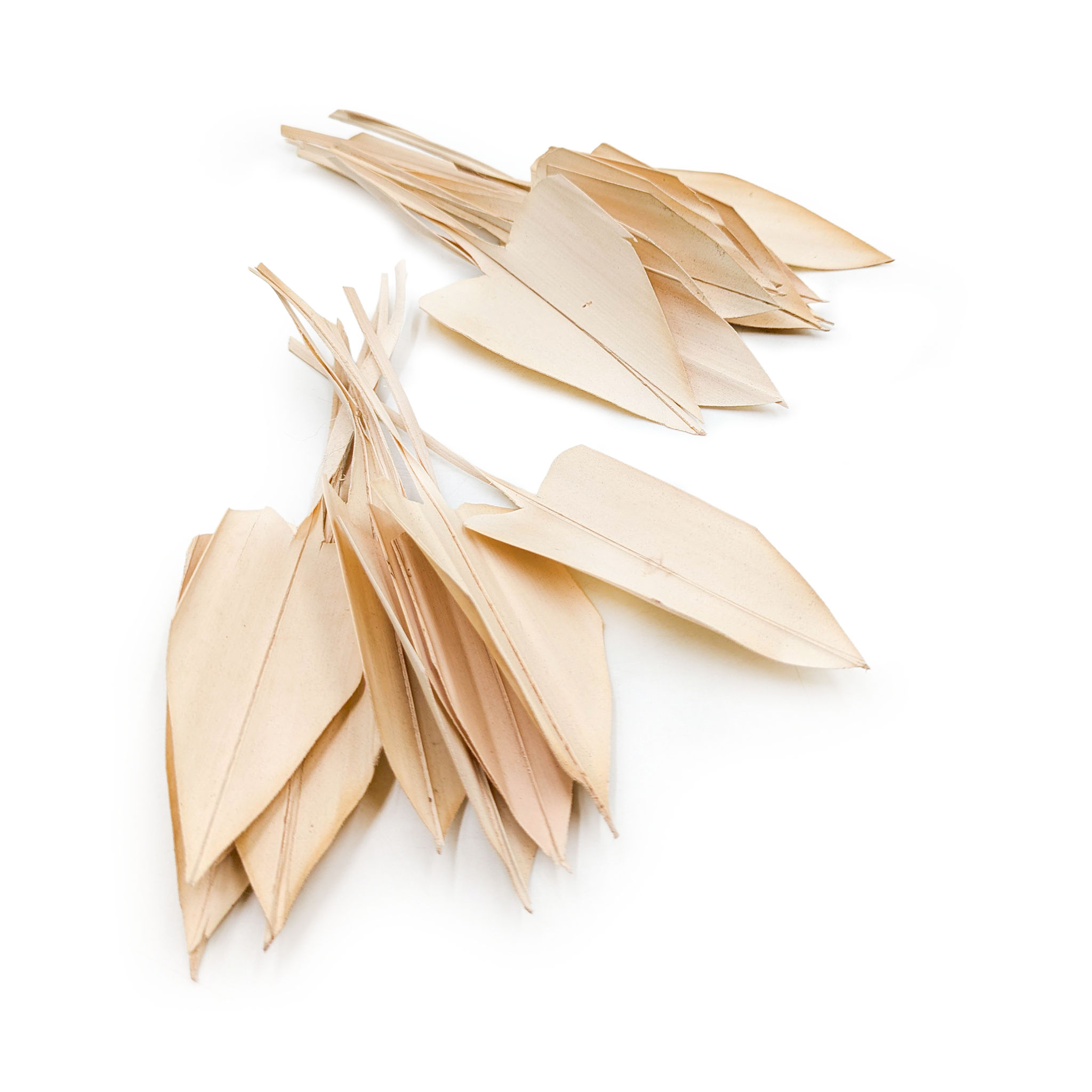Feuilles de palmier séchées – Arrow Leaf – Blanchies - 20 pièces