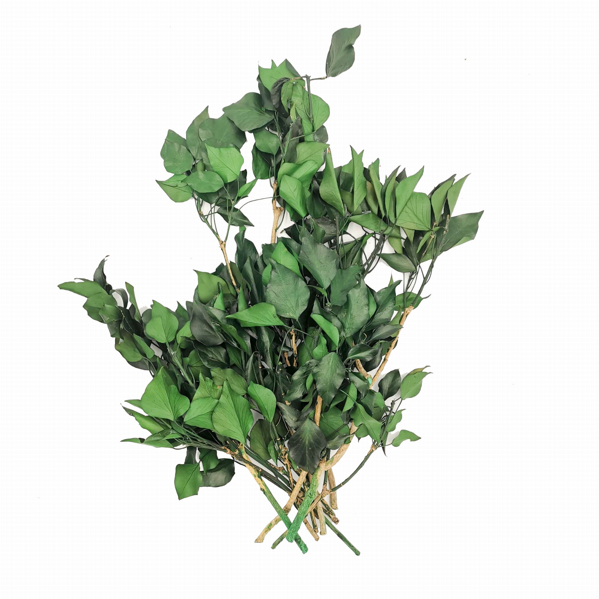 Lierre Stabilisé – Vert