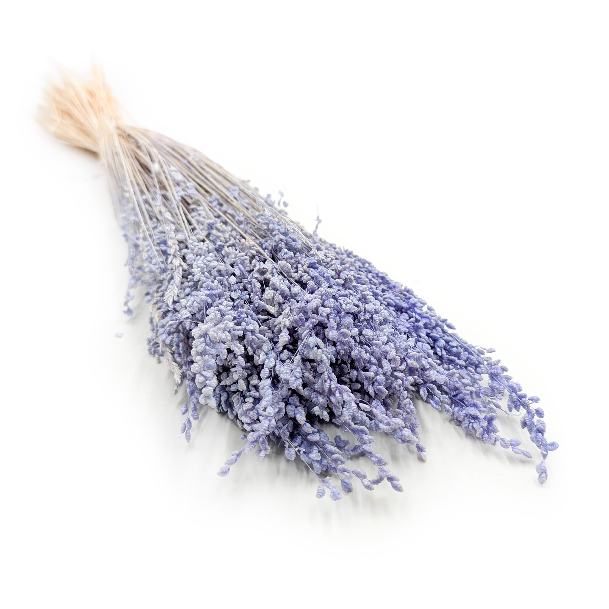 Briza minima séchée – Mini Briza – Lavande