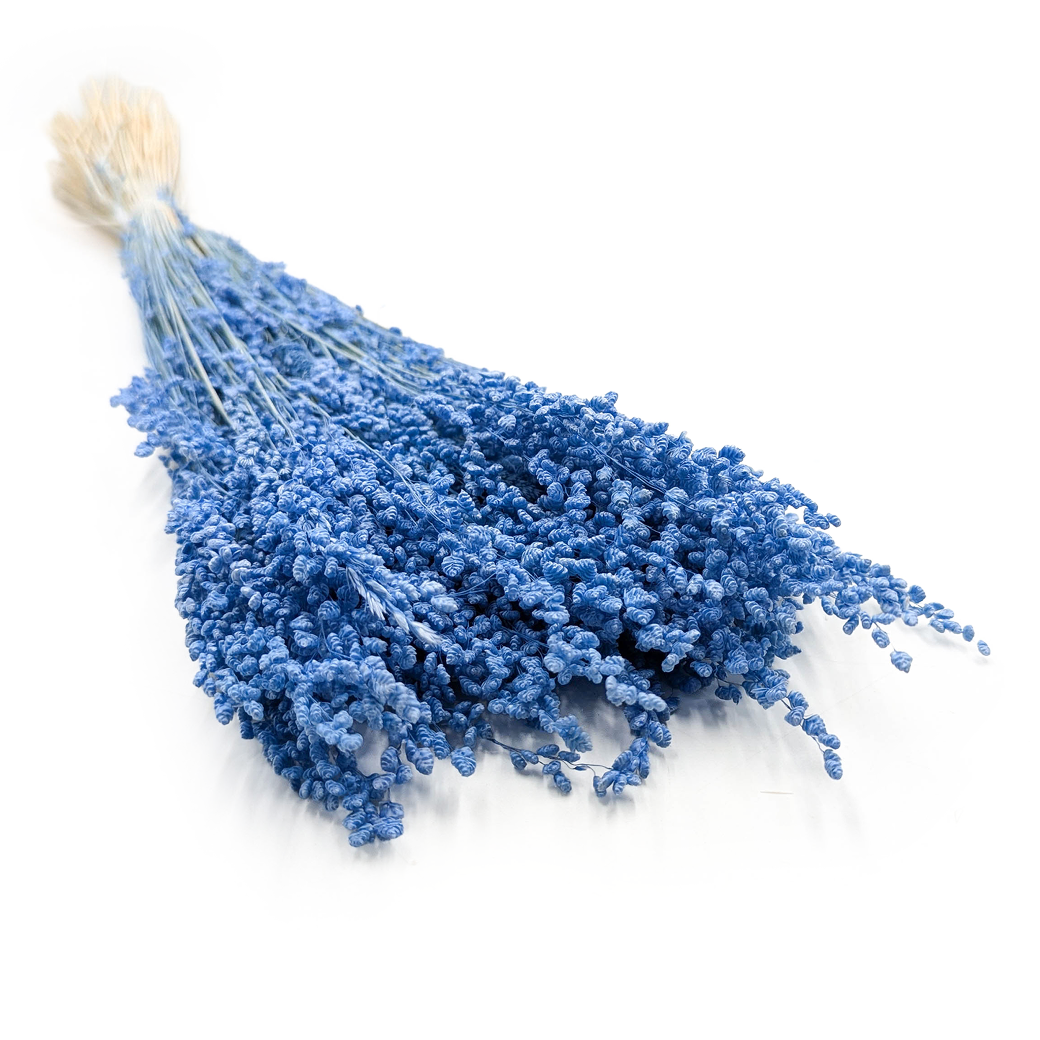 Briza minima séchée – Mini Briza – Bleue