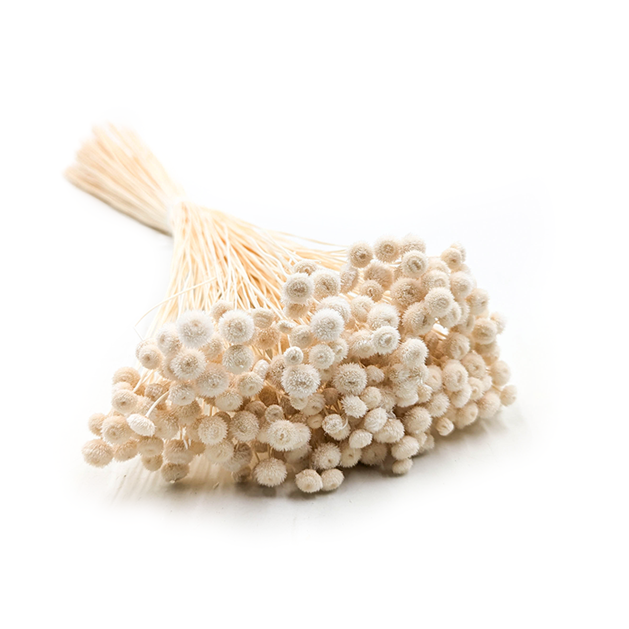 Botao Amarelino (Amarelinho) – Blanc