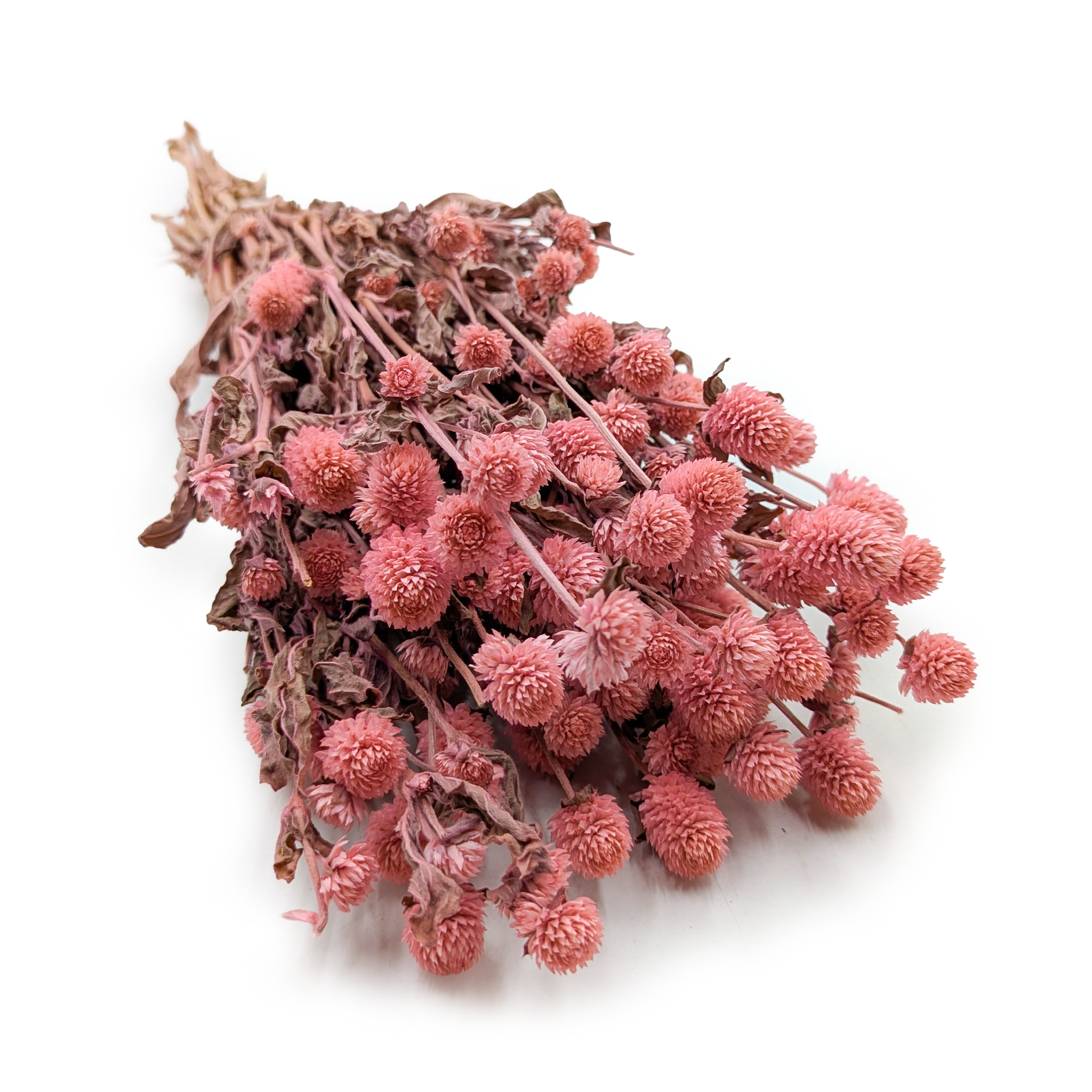 Gomphrena Globosa Séchée – (Bouton de Globe) - Rose 