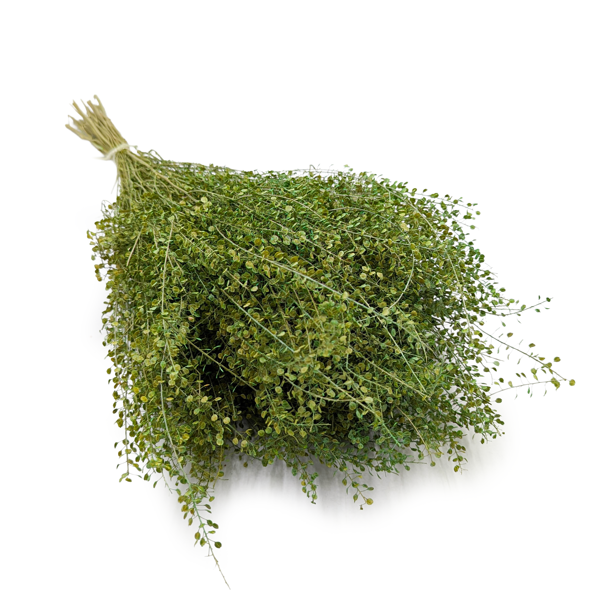 Lepidium séché – (Lepidium sativum) – Vert