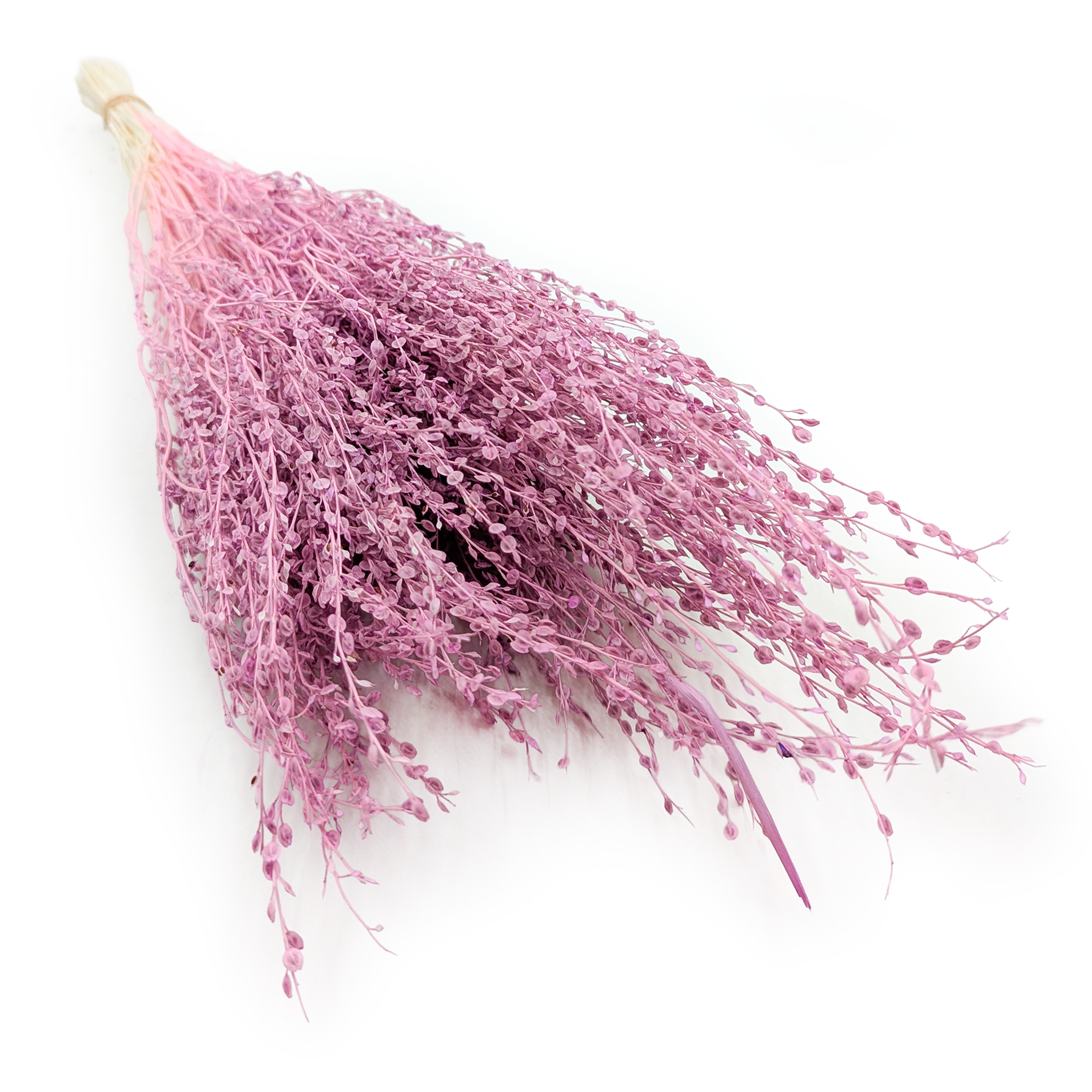 Lepidium (Lepidium sativum) - Wrzosowe