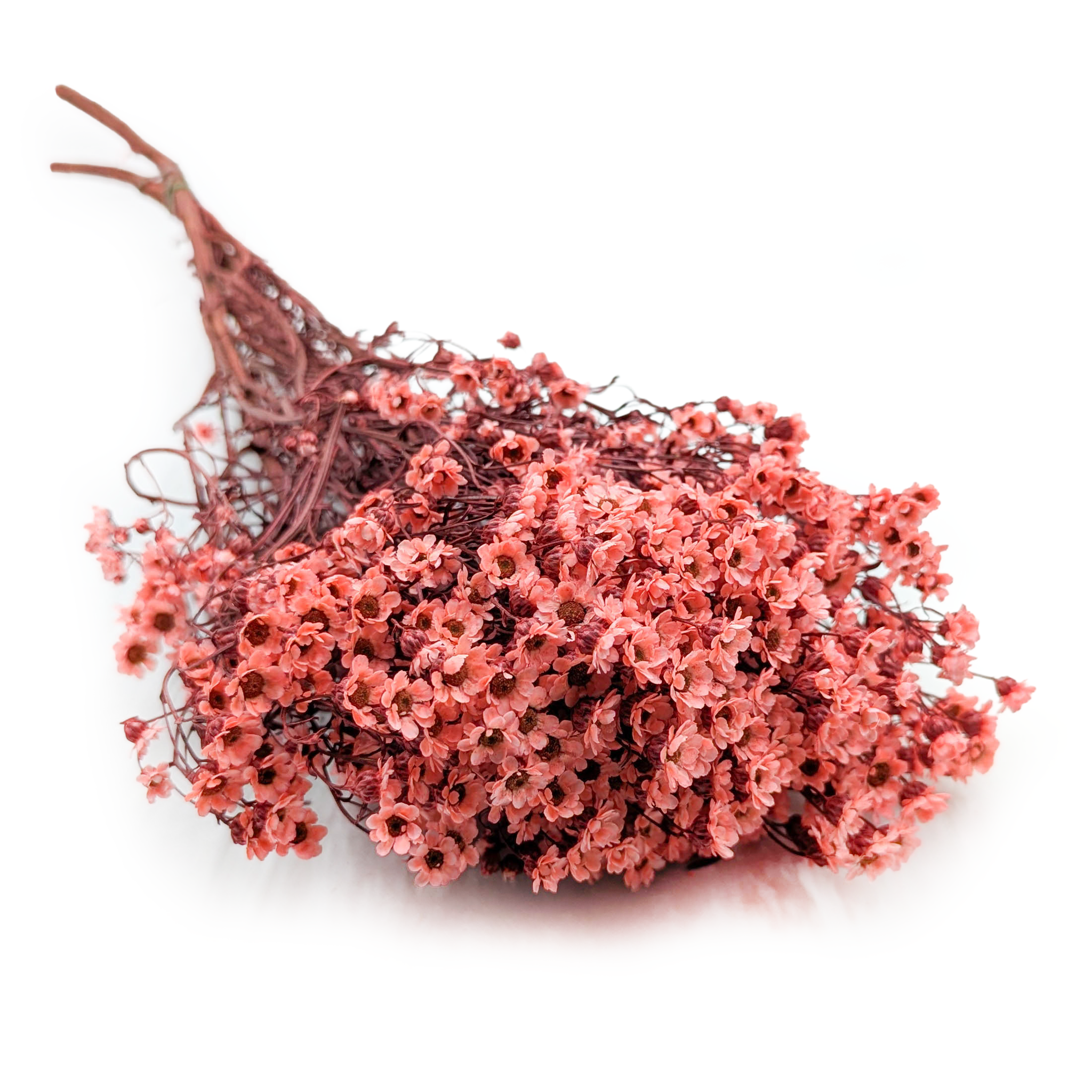 Oxodia séchée – Saumon