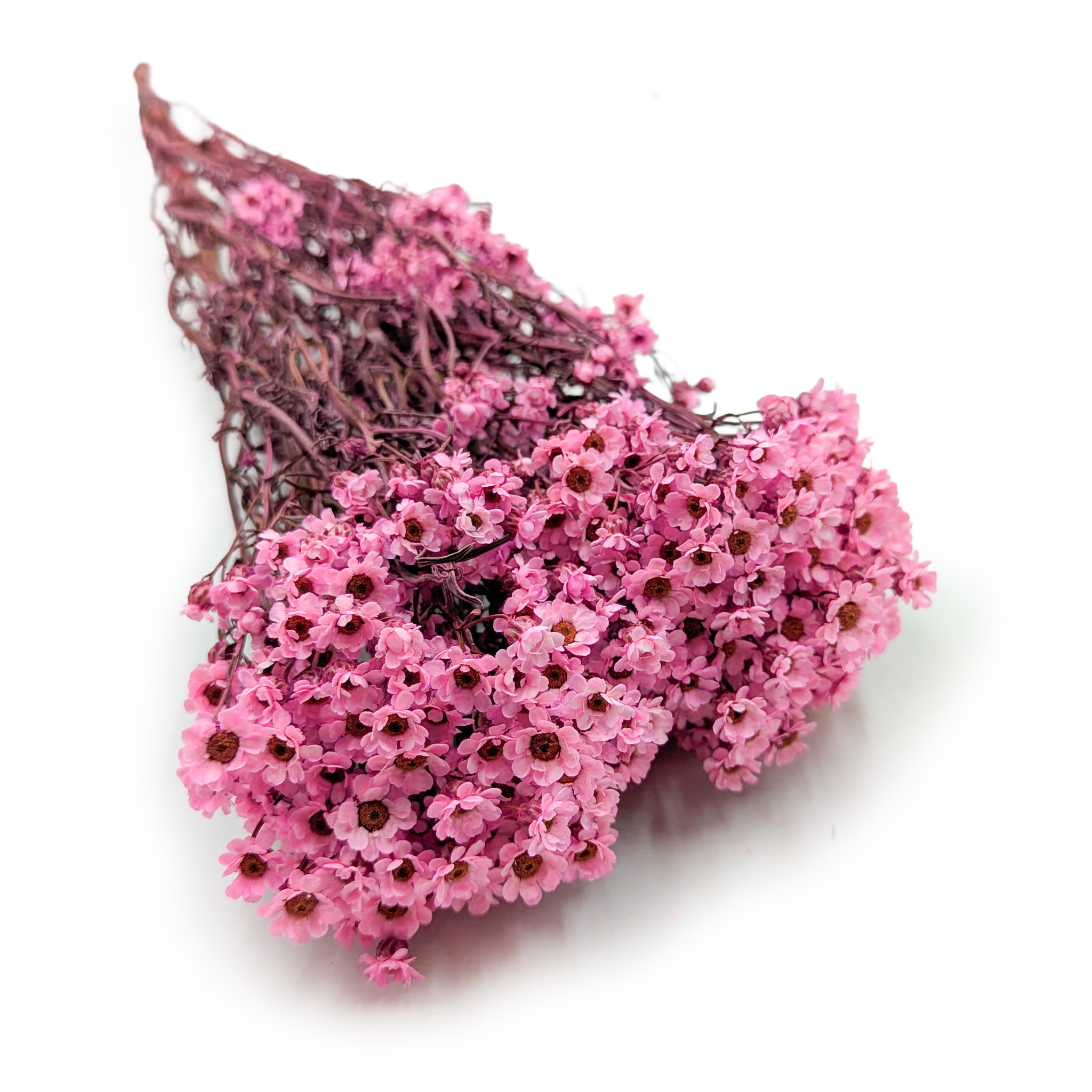 Oxodia Séchée – Rose