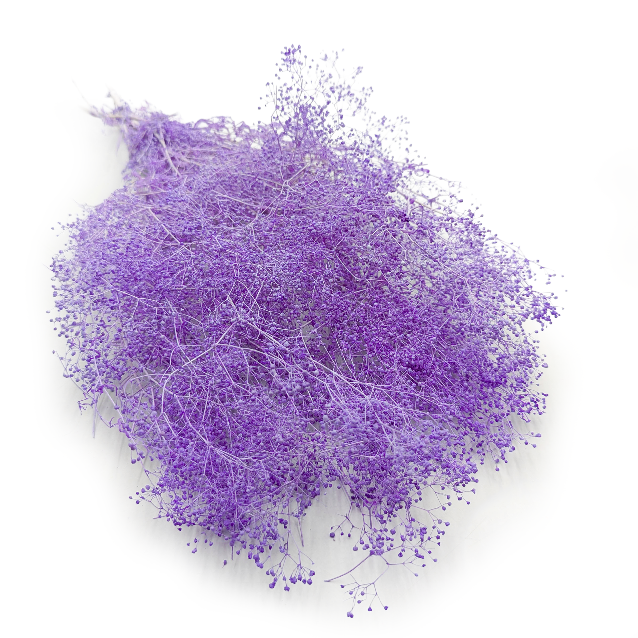 Gypsophile Stabilisée MINI – Lilas