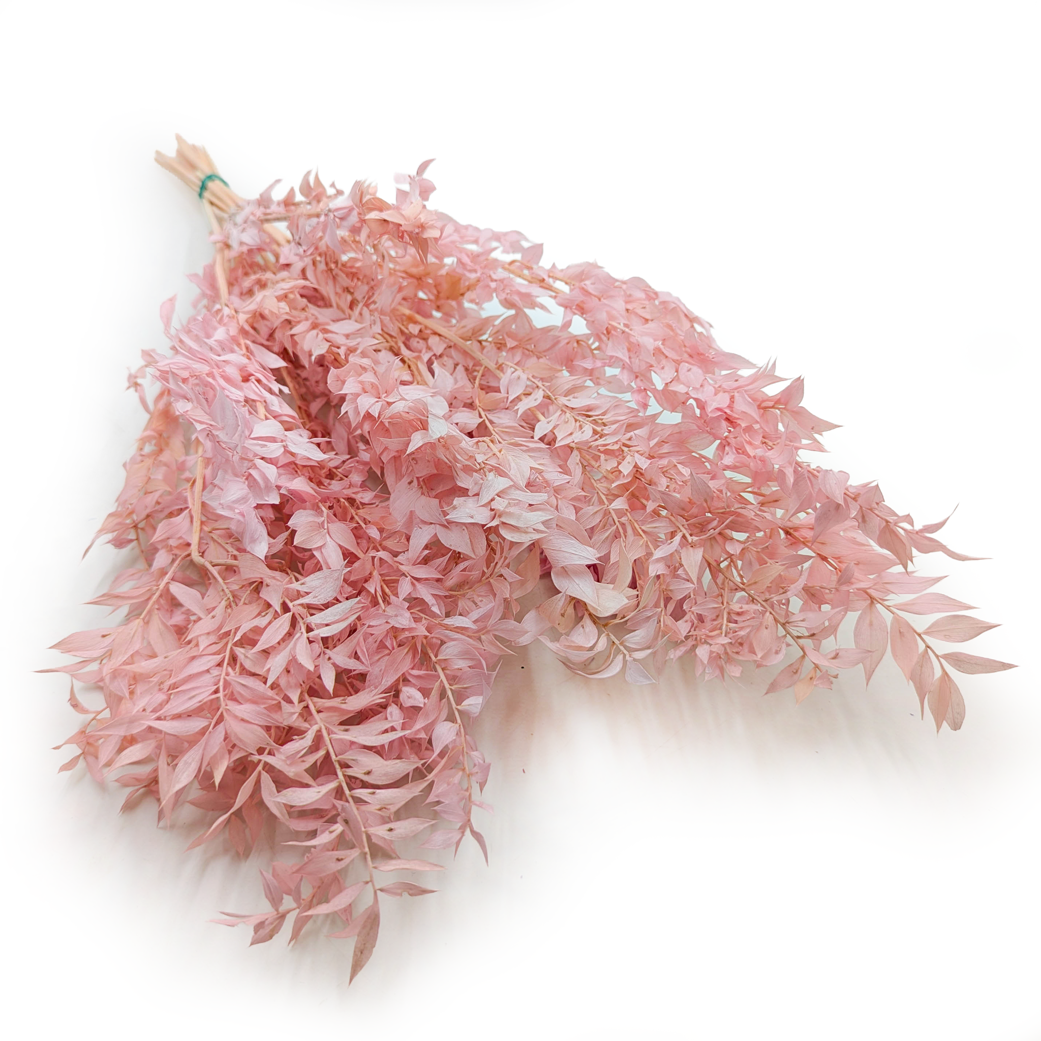 Ruscus Stabilisé – Rose Poudré