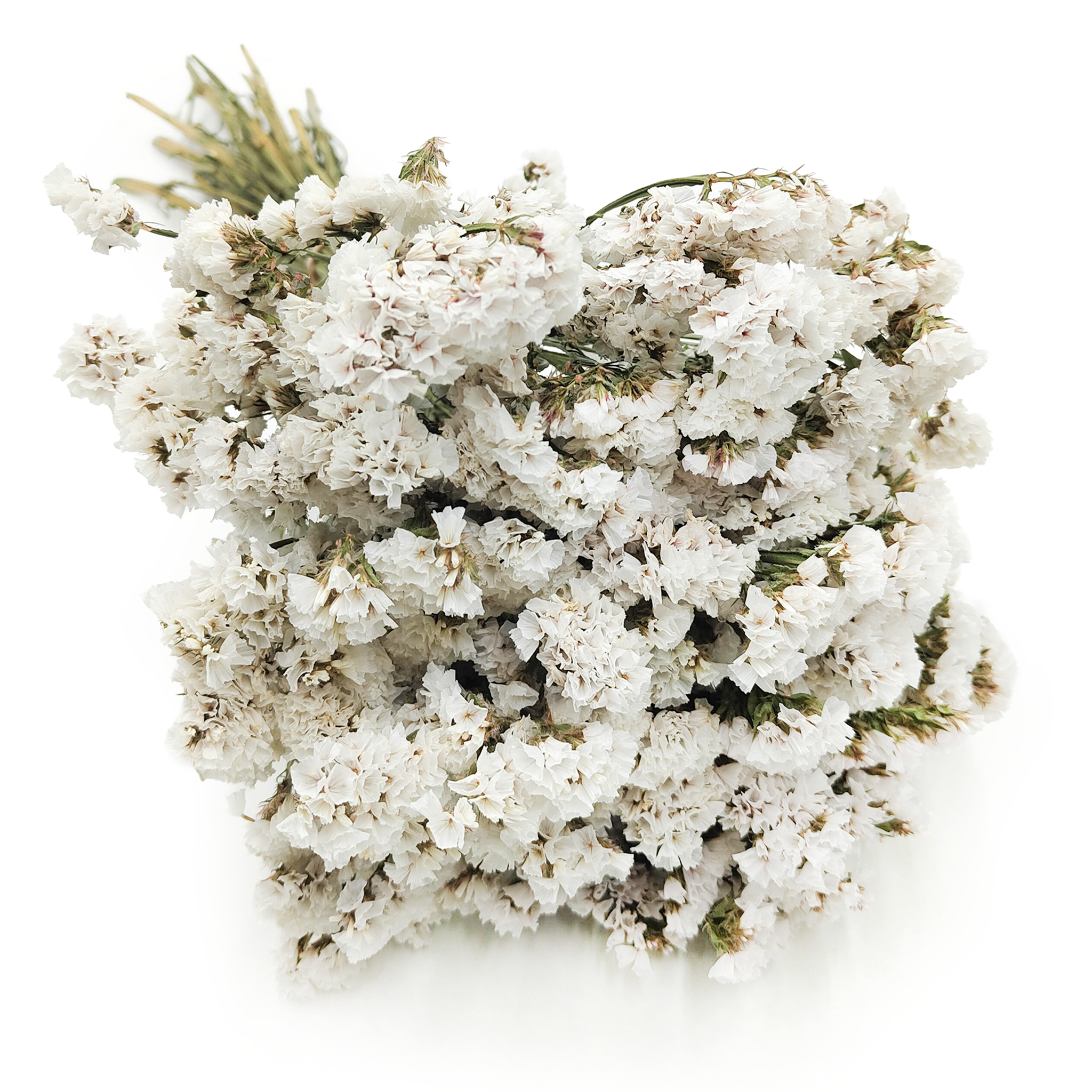 Statice séché (Limonium sinuatum) – Blanc