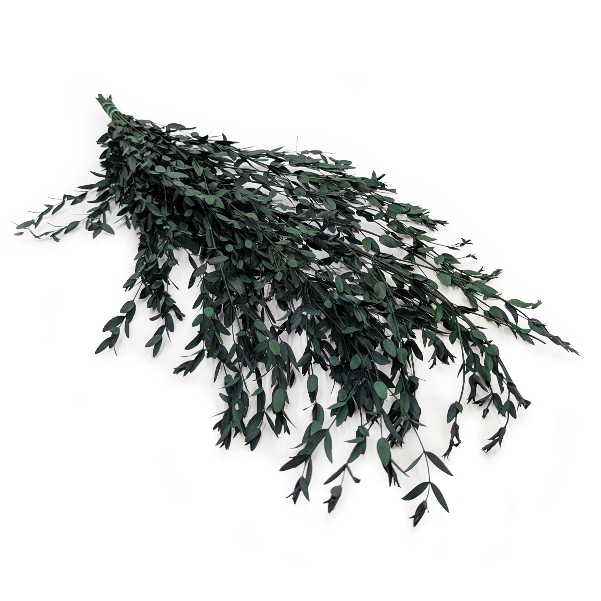 Eucalyptus préservé – Parvifolia – Vert