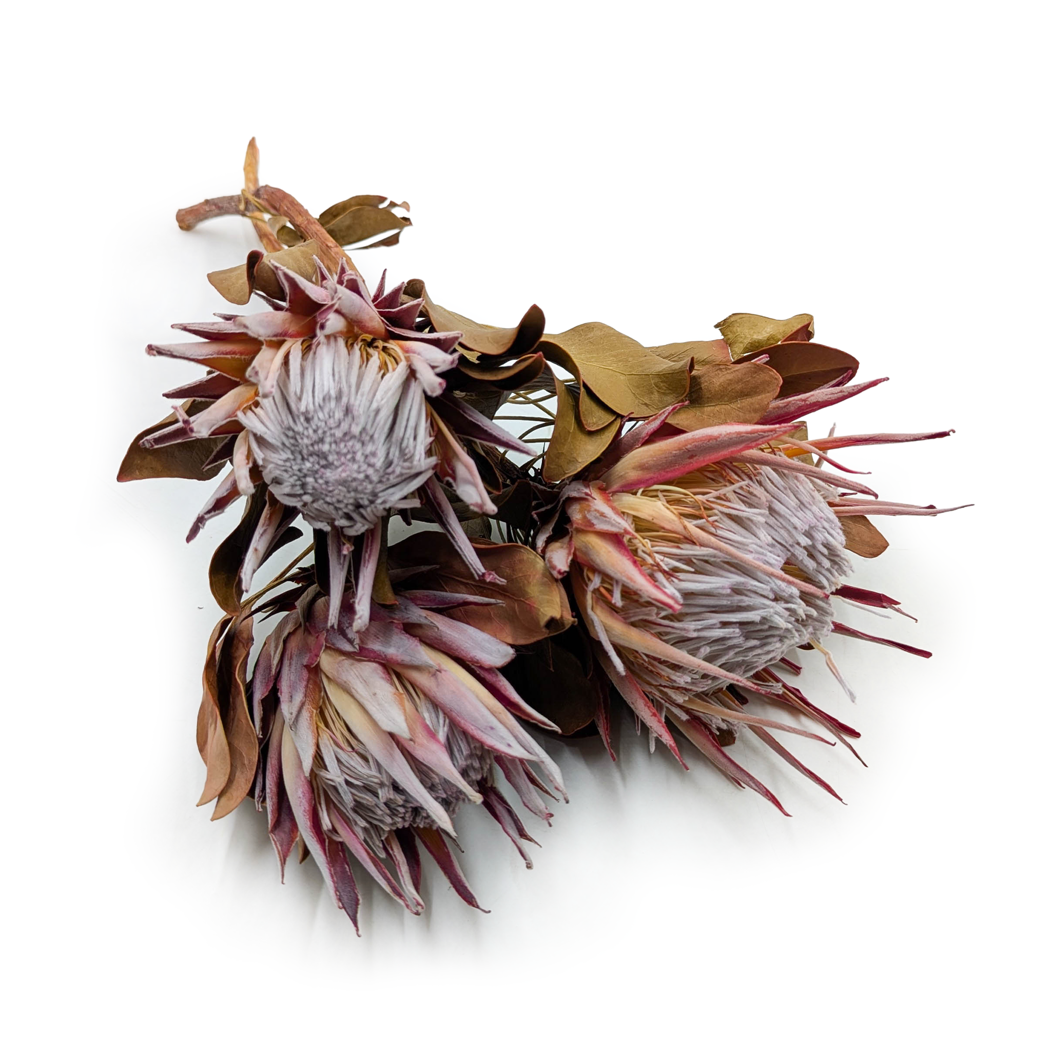 Protea King – Séchée – 3 pièces