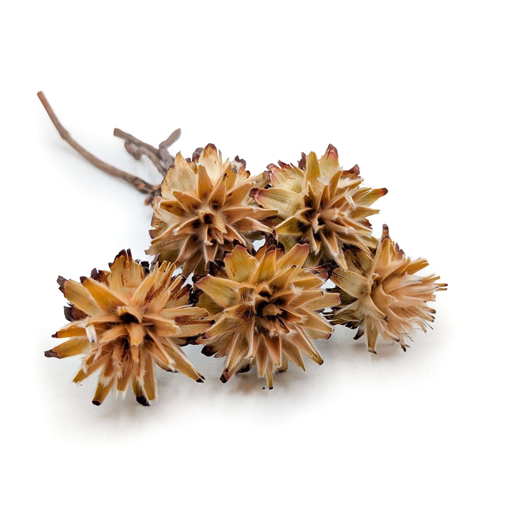 Plumosum séché – (Leucospermum plumosum) – Crème – 5 pièces