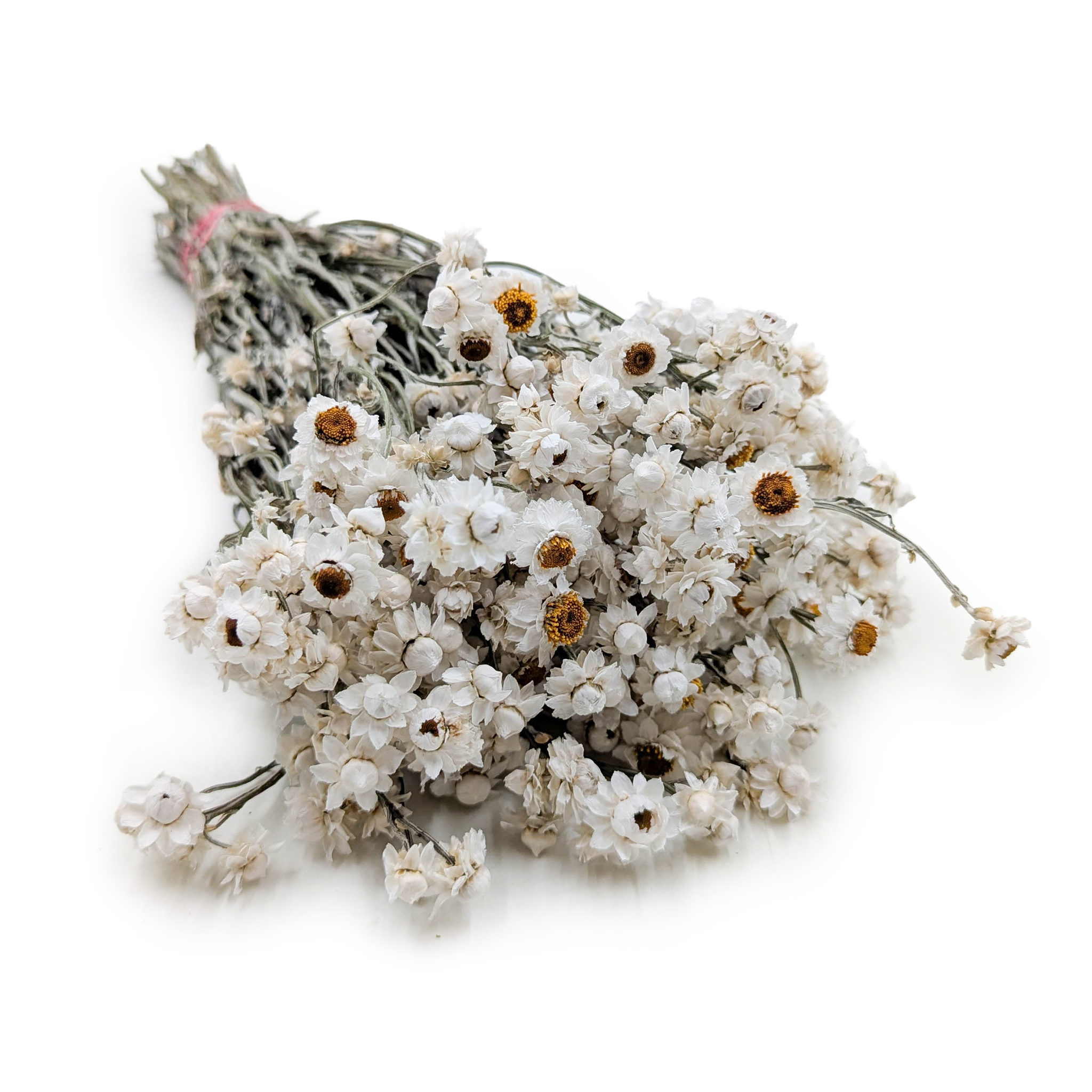 Ammobium Séché – Immortelle Blanche – (Ammobium alatum) – Blanc Naturel 