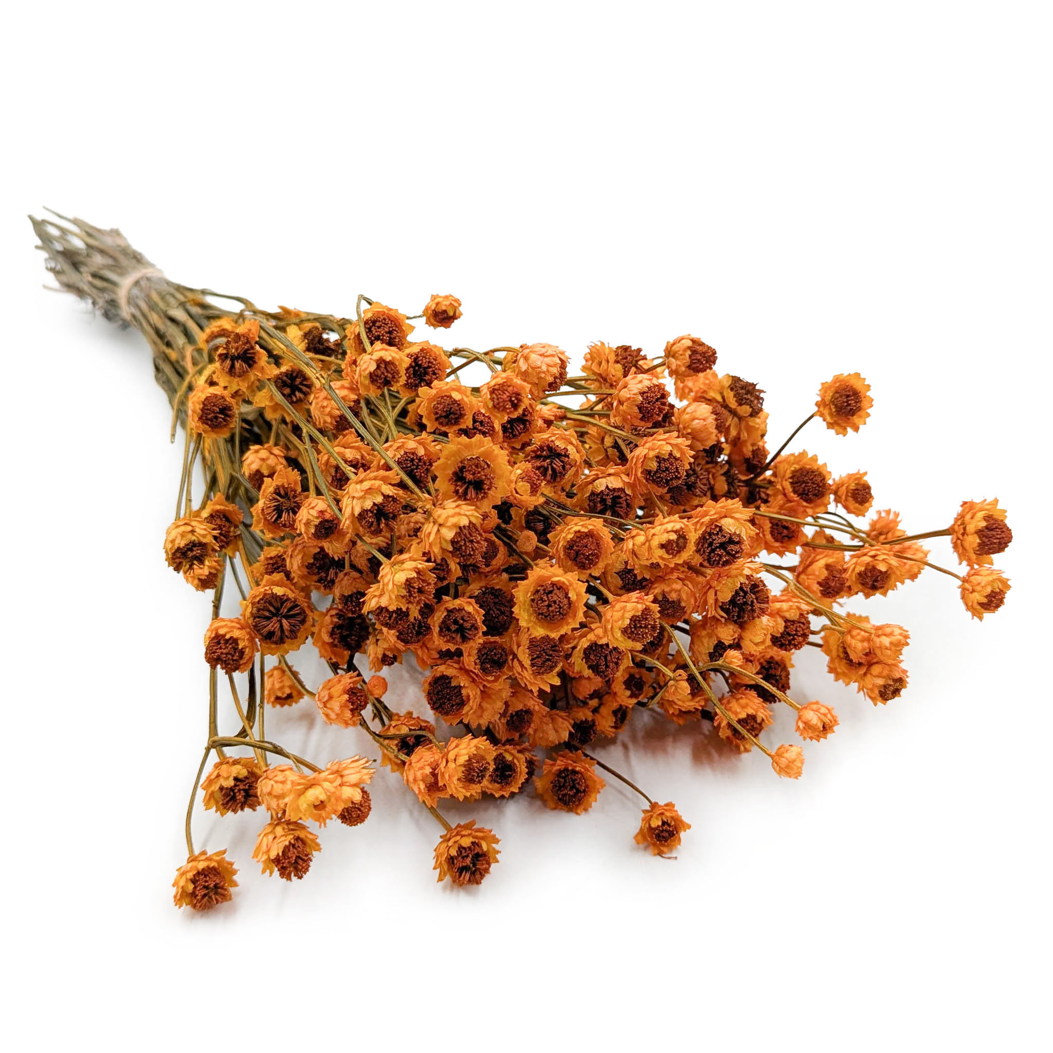 Ammobium Séché – Immortelle Blanche – (Ammobium alatum) – Orange