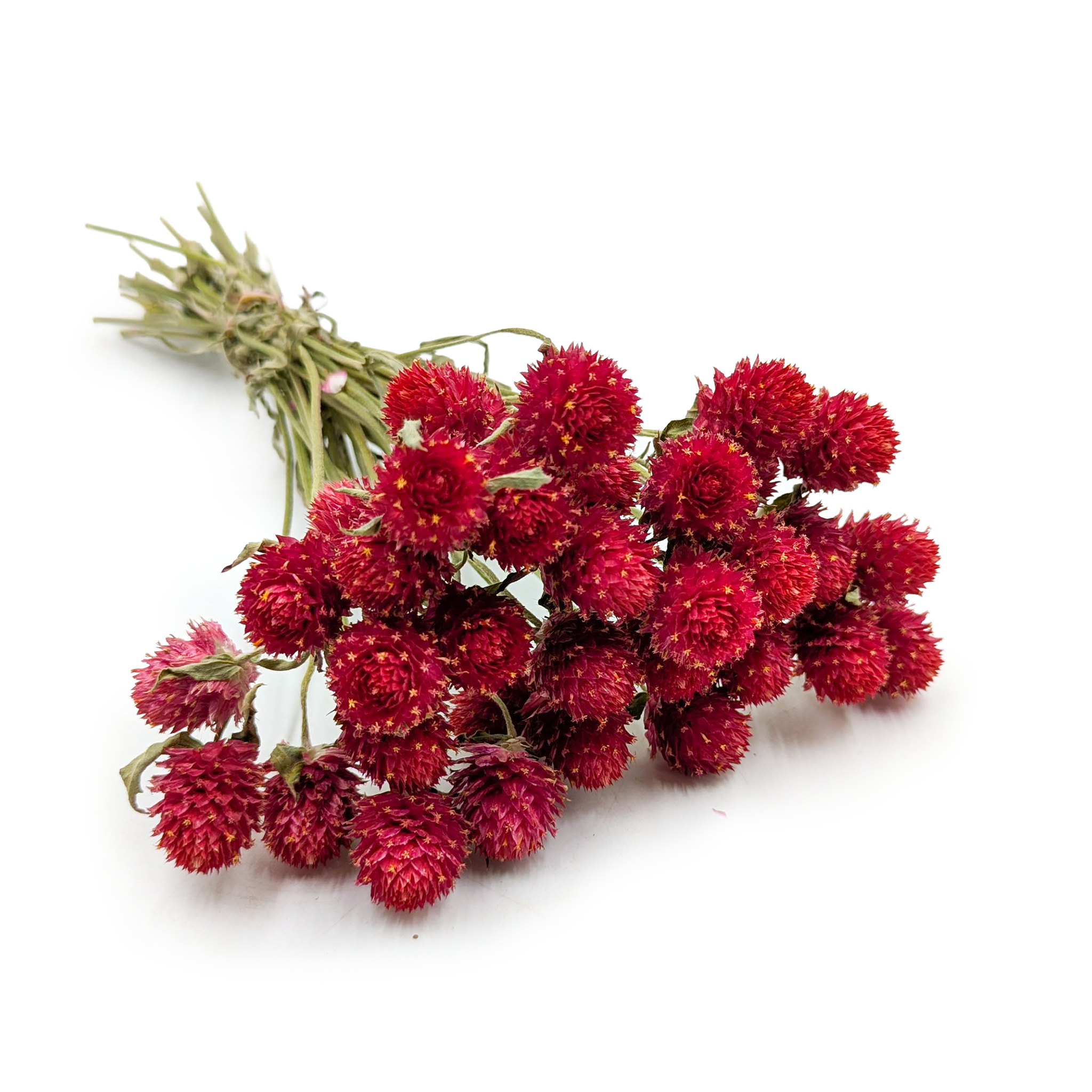 Gomphrena Séchée – Bouquet – (Gomphrena globosa) – Rouge