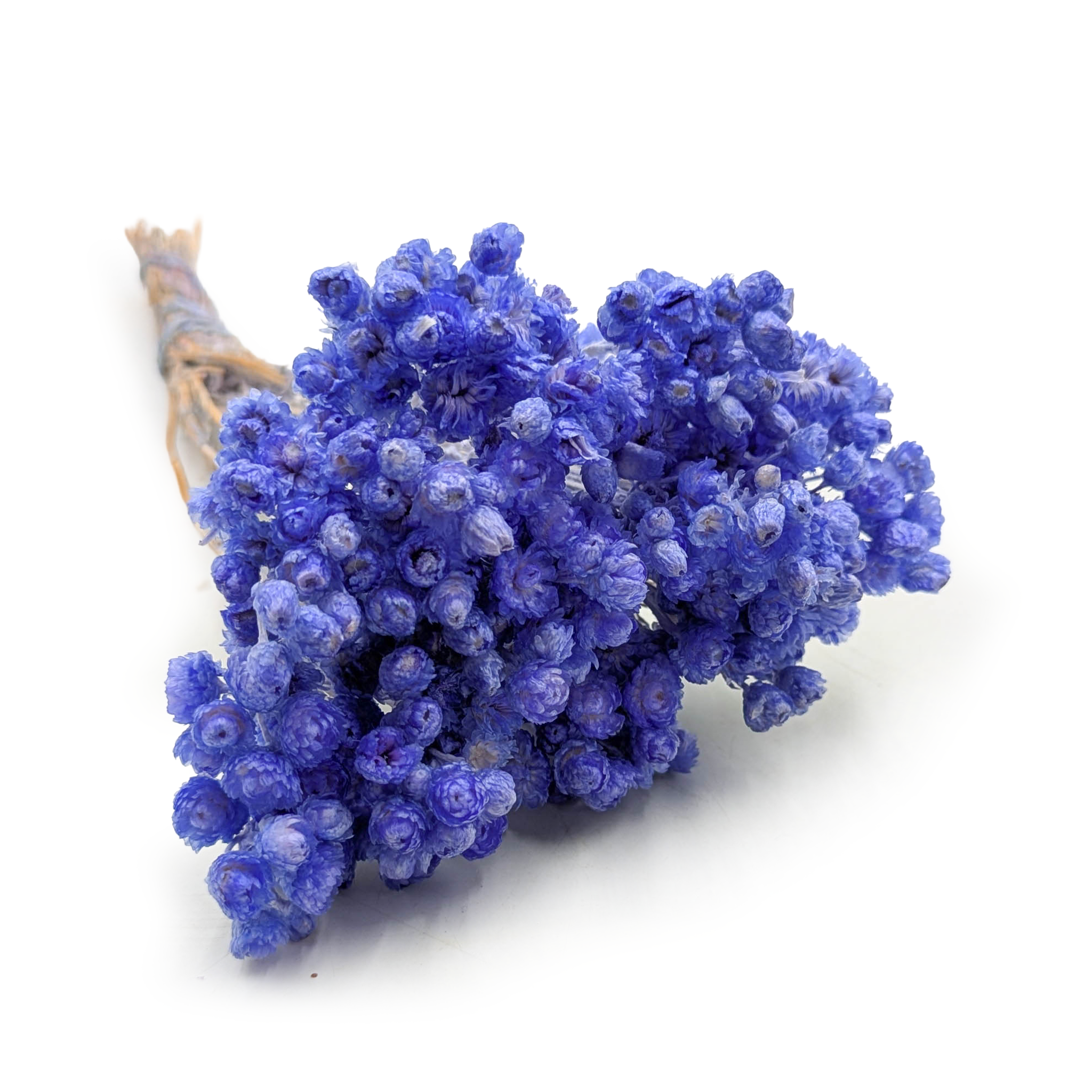 Immortelle Italienne Séchée – (Helichrysum italicum) – Lavande