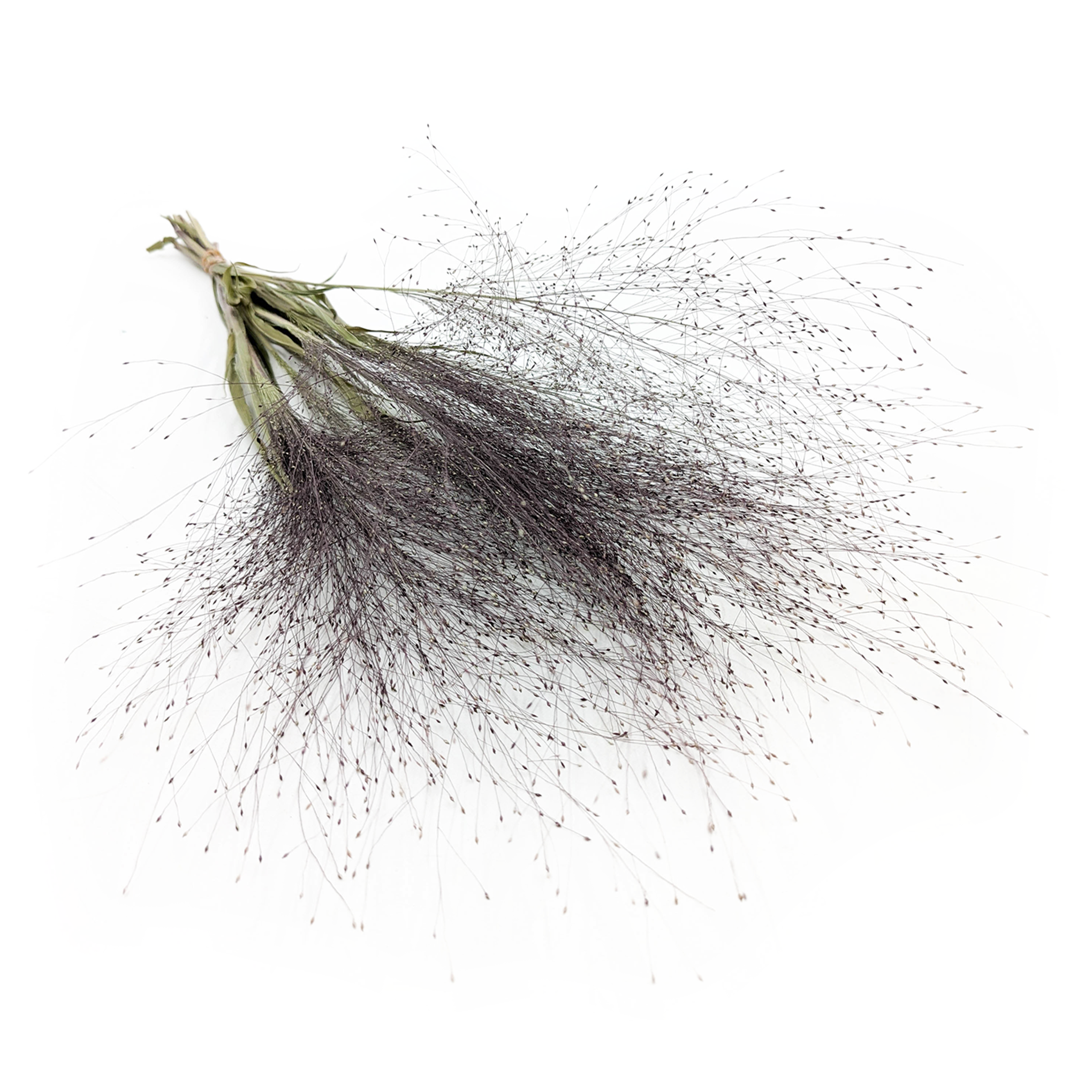Panic érigé Séché – (Panicum virgatum) – Naturel