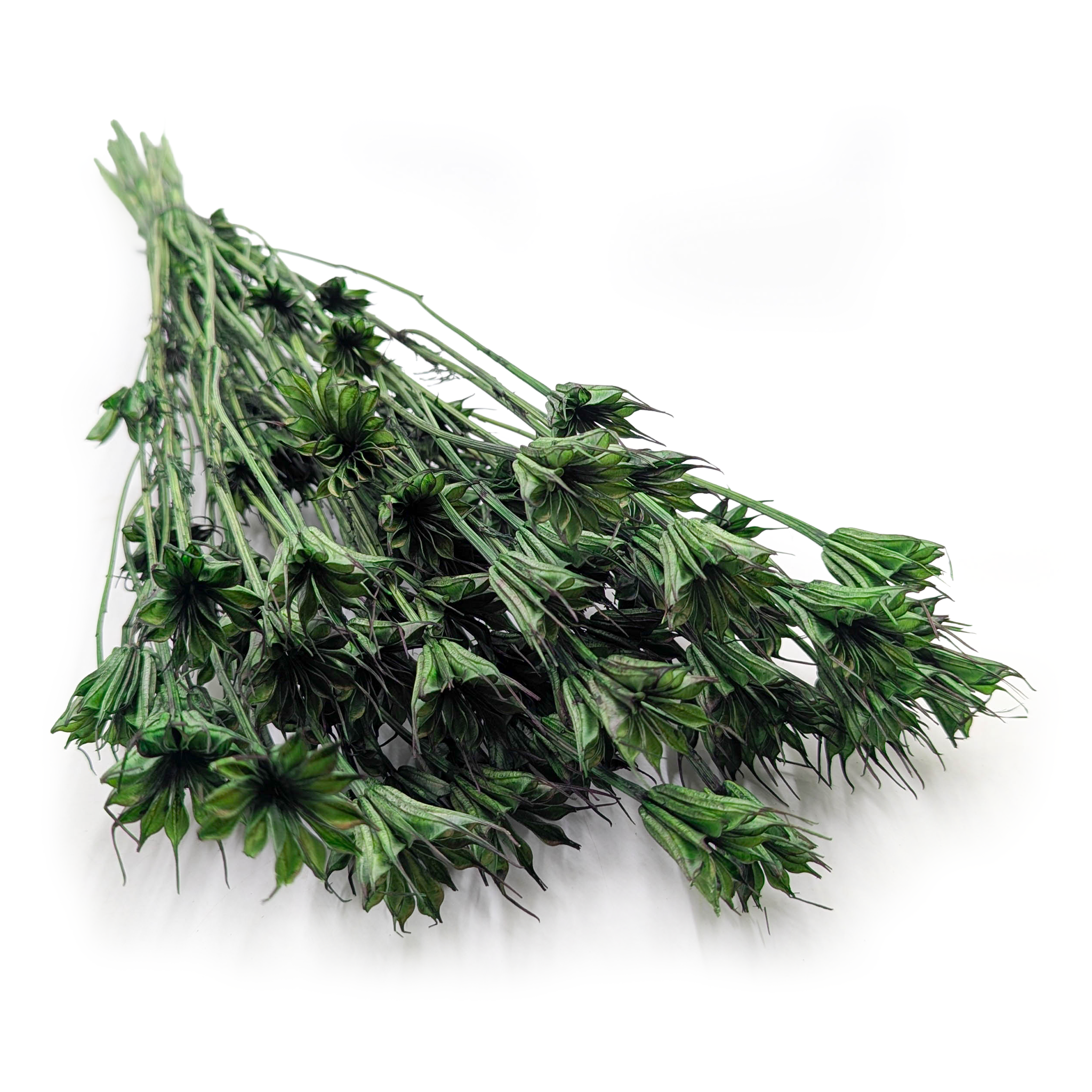 Nigelle Orientale Séchée – (Nigella Orientalis) – Vert bouteille