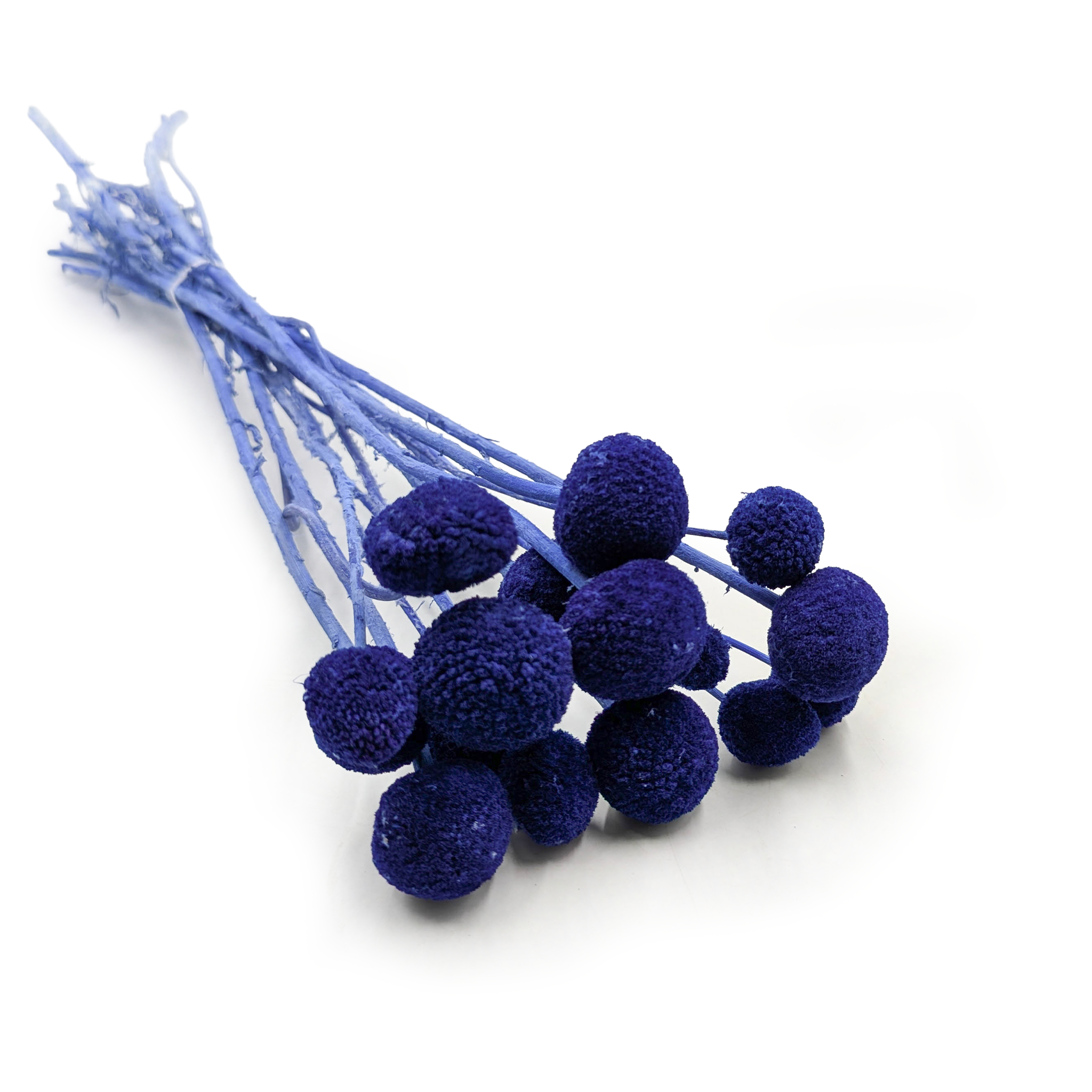 Craspédia Séchée – (Craspedia Extra) – Bleu – Bouquet de 15 Tiges