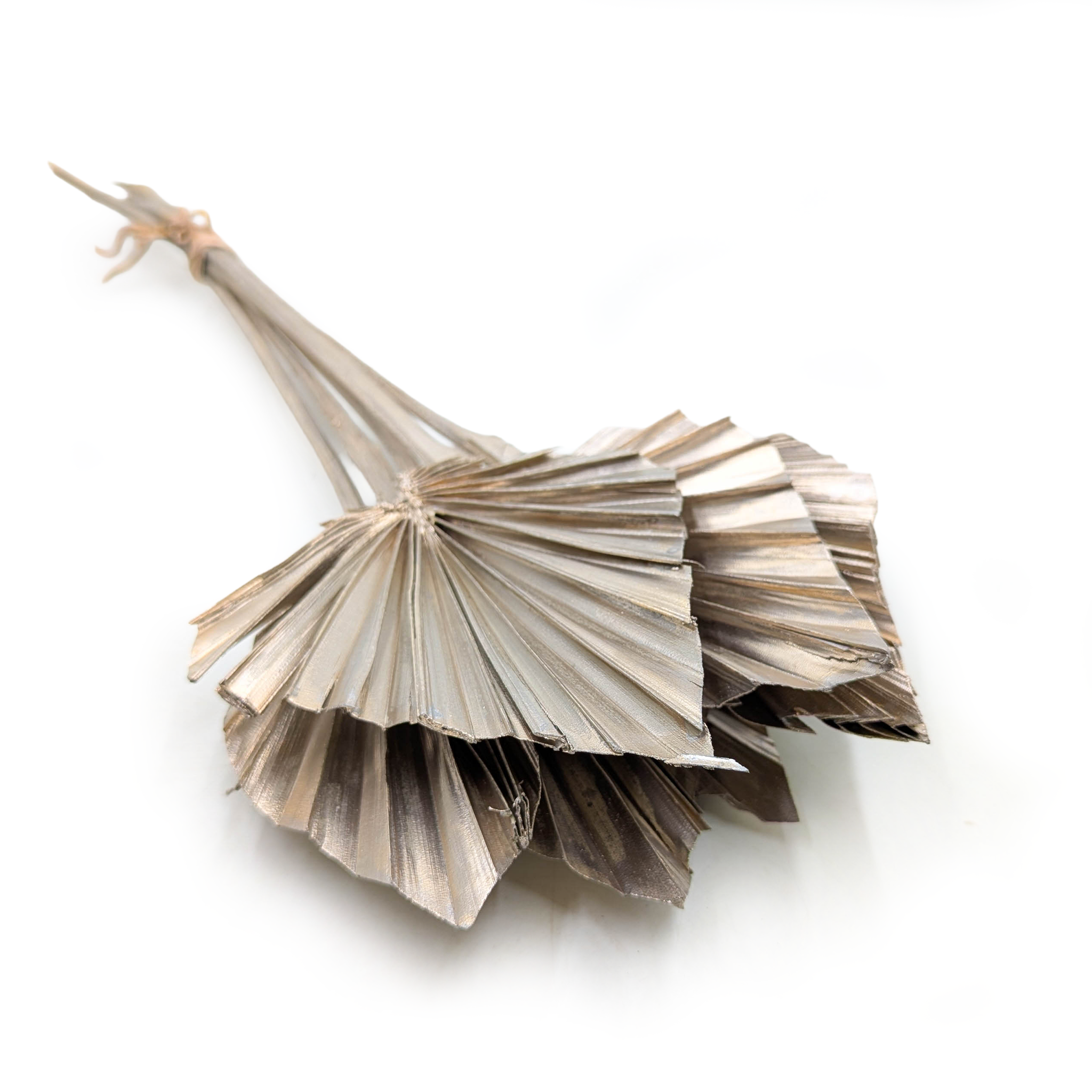 Feuille de palmier coupée, éventail, palm spear – Or Platine