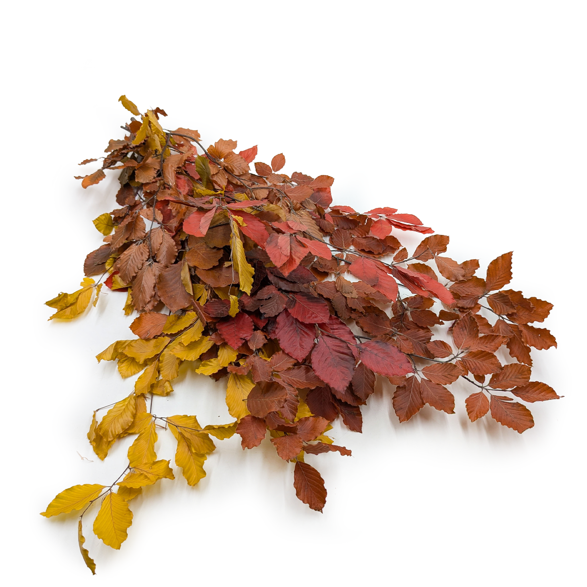 Hêtre stabilisé (Faggio) – Mélange d’automne