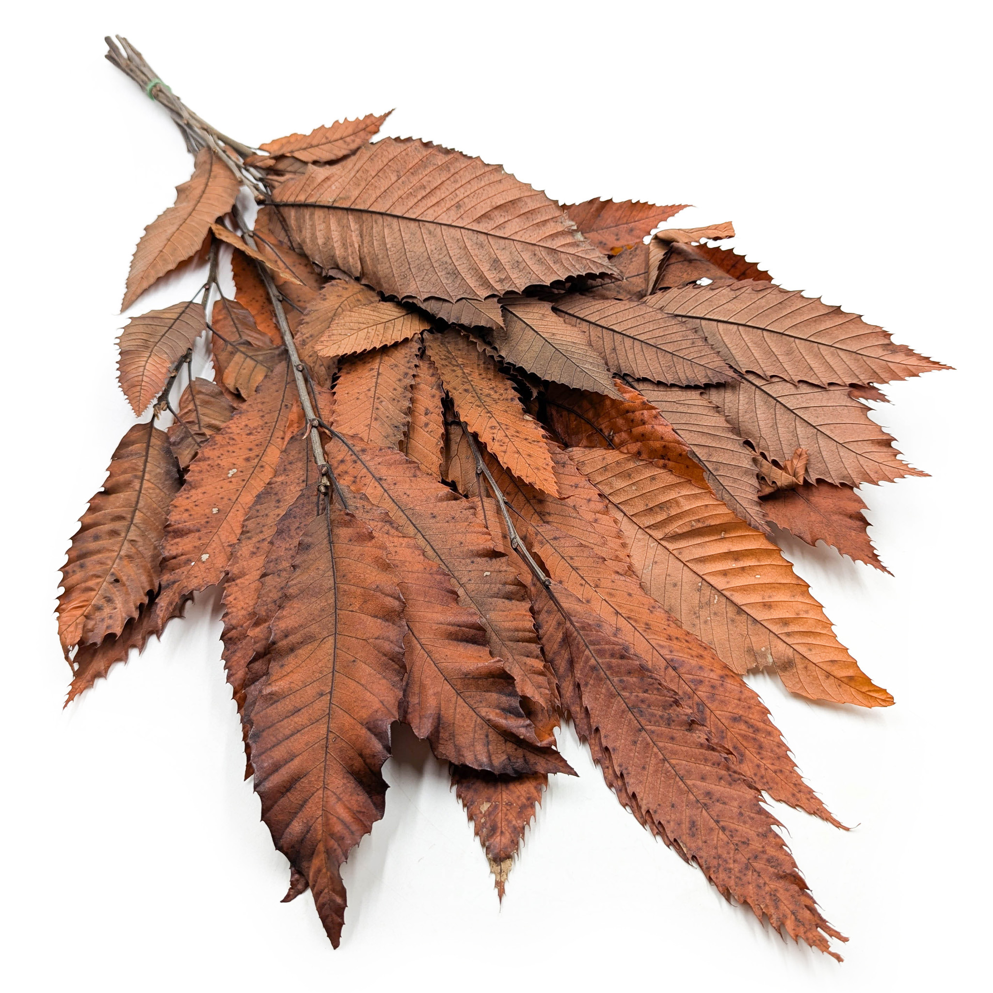 Feuilles de châtaignier stabilisées – Orange