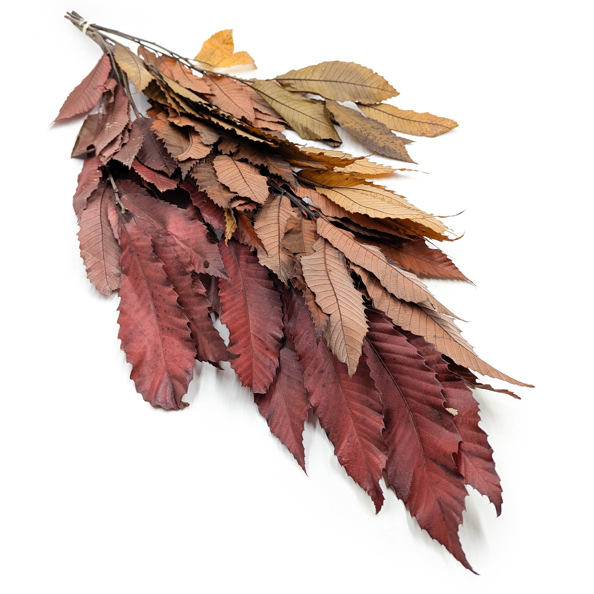 Feuilles de châtaignier stabilisées – Mélange d’automne