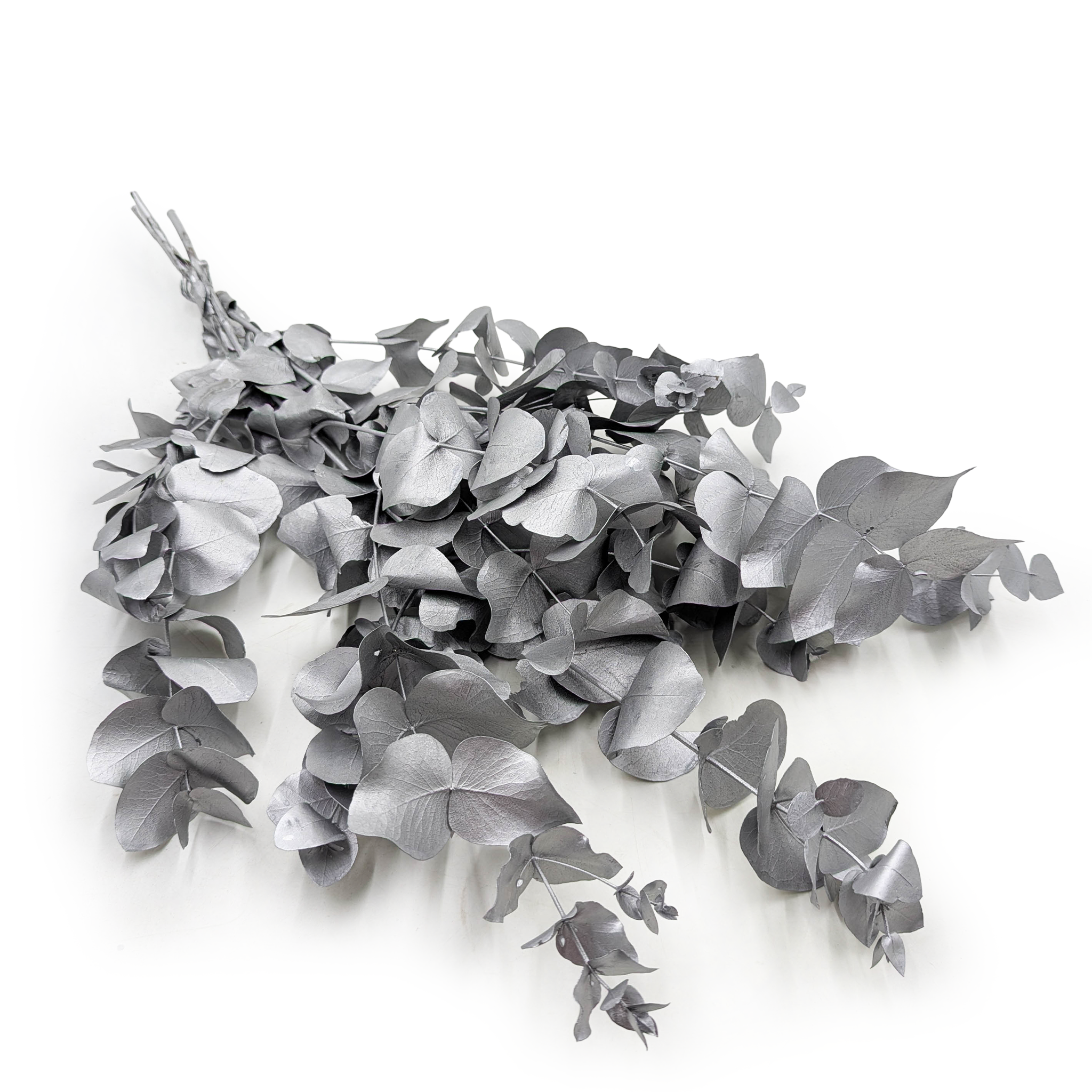 Eucalyptus stabilisé – Cinerea – Argenté