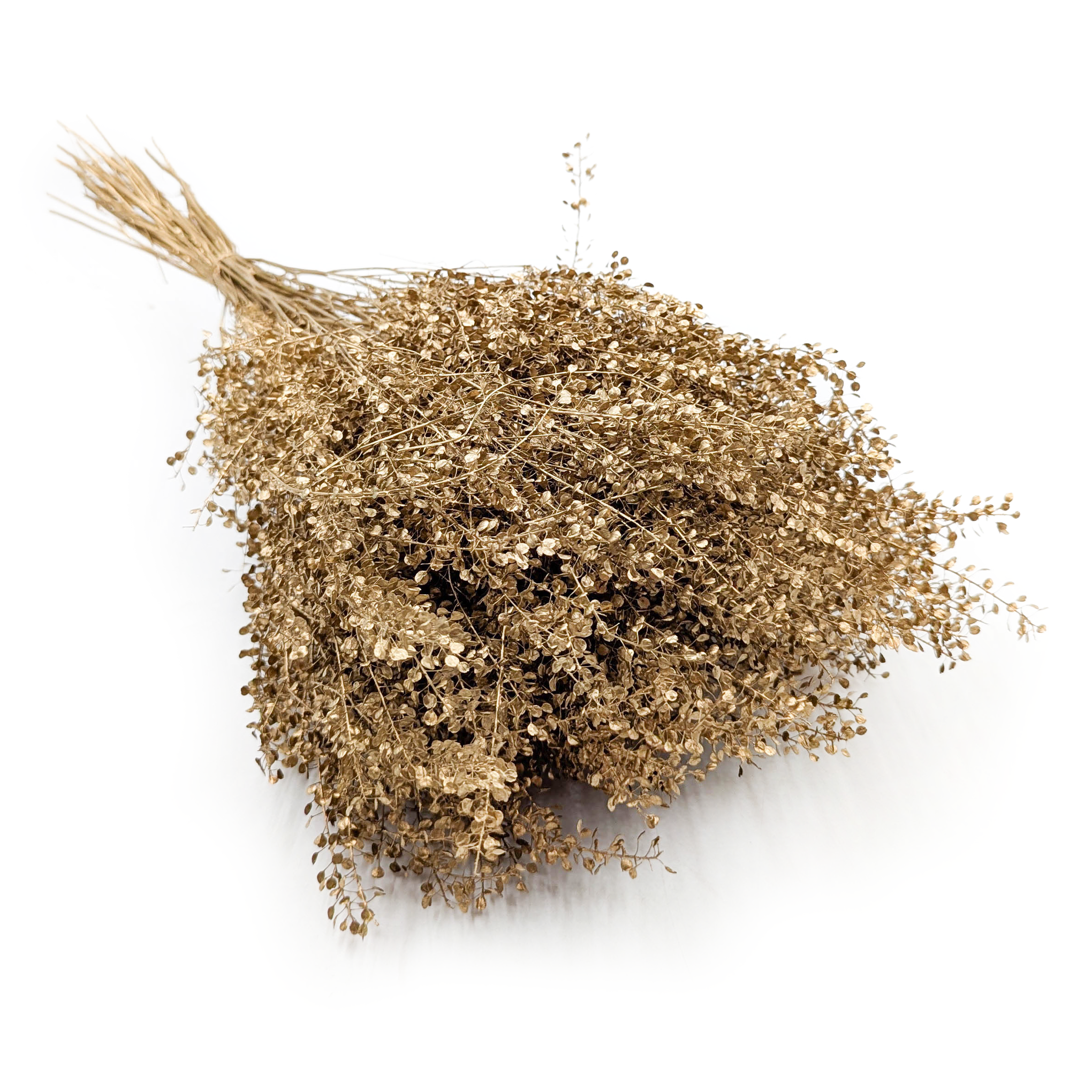Lepidium séché – (Lepidium sativum) – doré