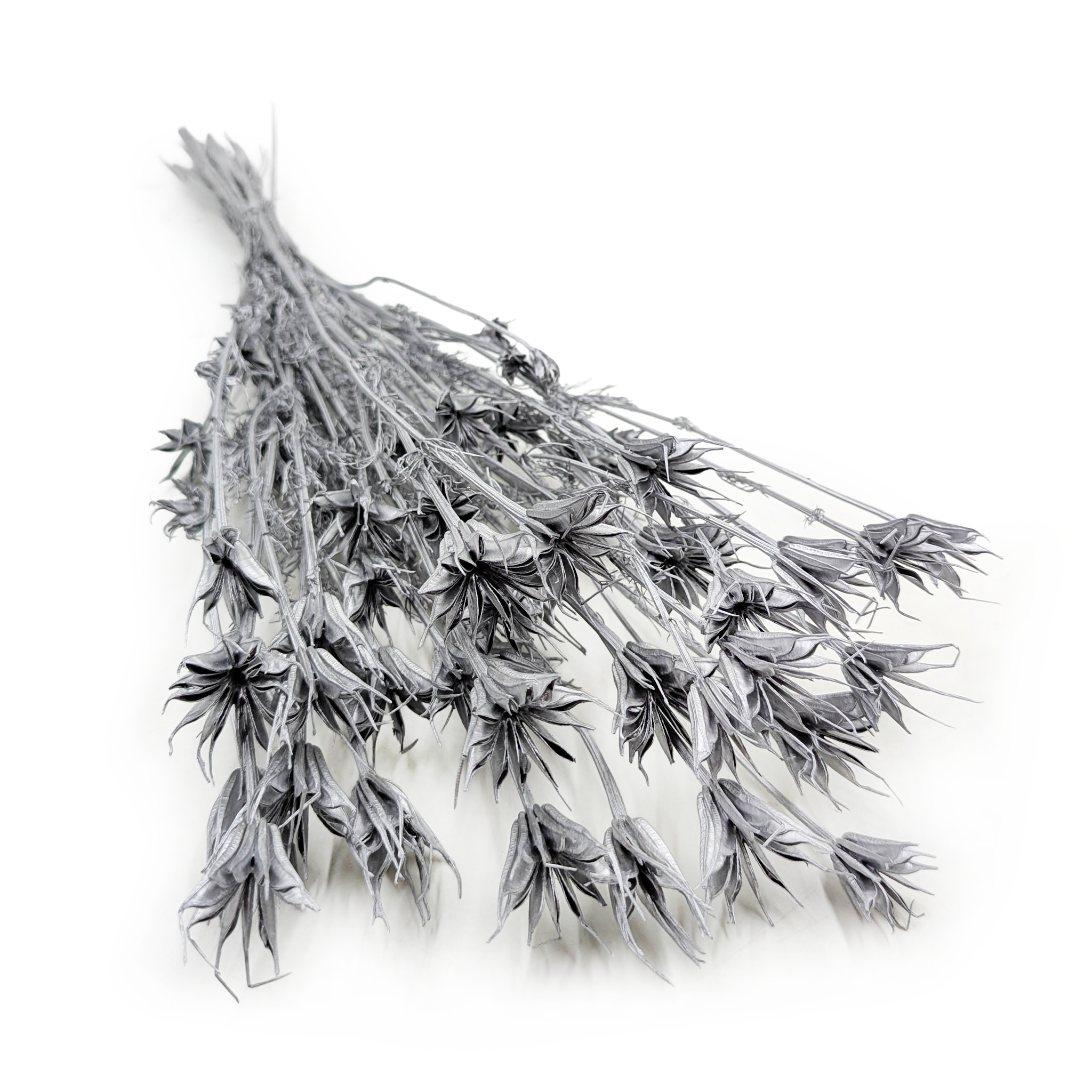 Nigelle Orientale Séchée – (Nigella Orientalis) –  Argentée