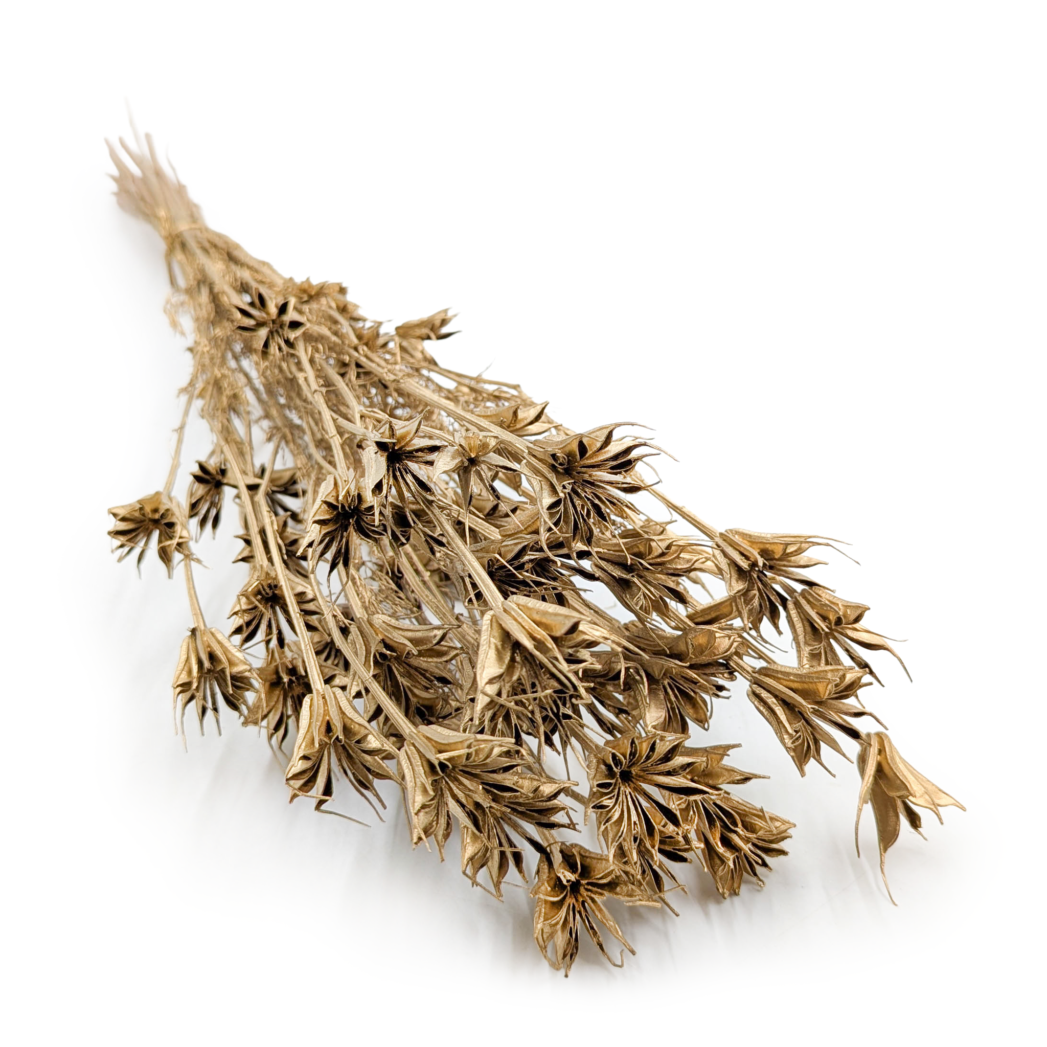 Nigelle Orientale Séchée – (Nigella Orientalis) –  Dorée