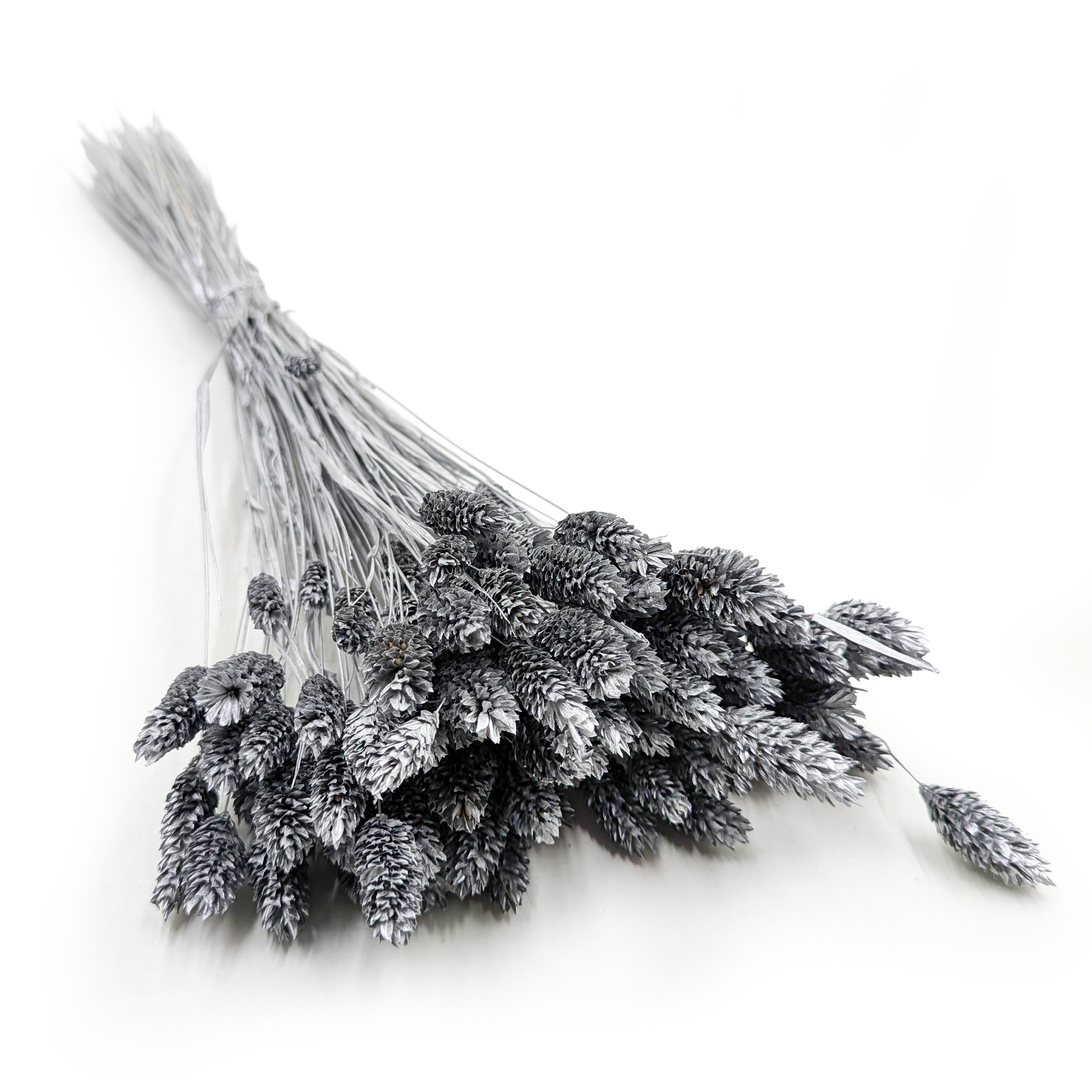 Phalaris séché – Argenté
