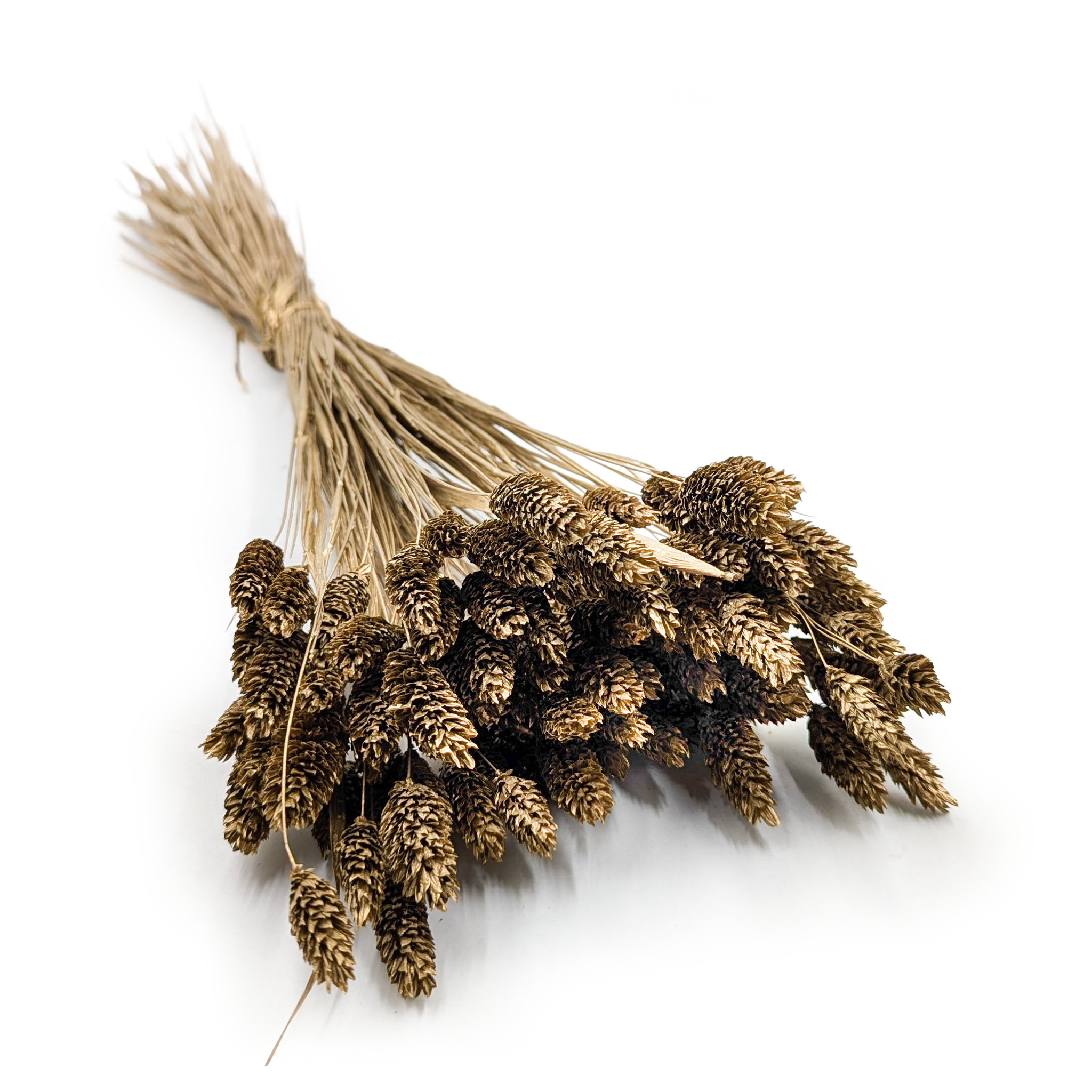 Phalaris séché – Doré