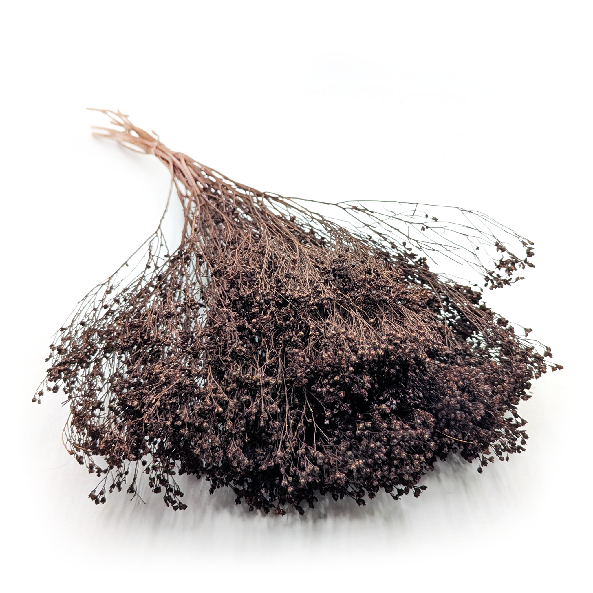 Broom Bloom séché – Genêt – Chocolat