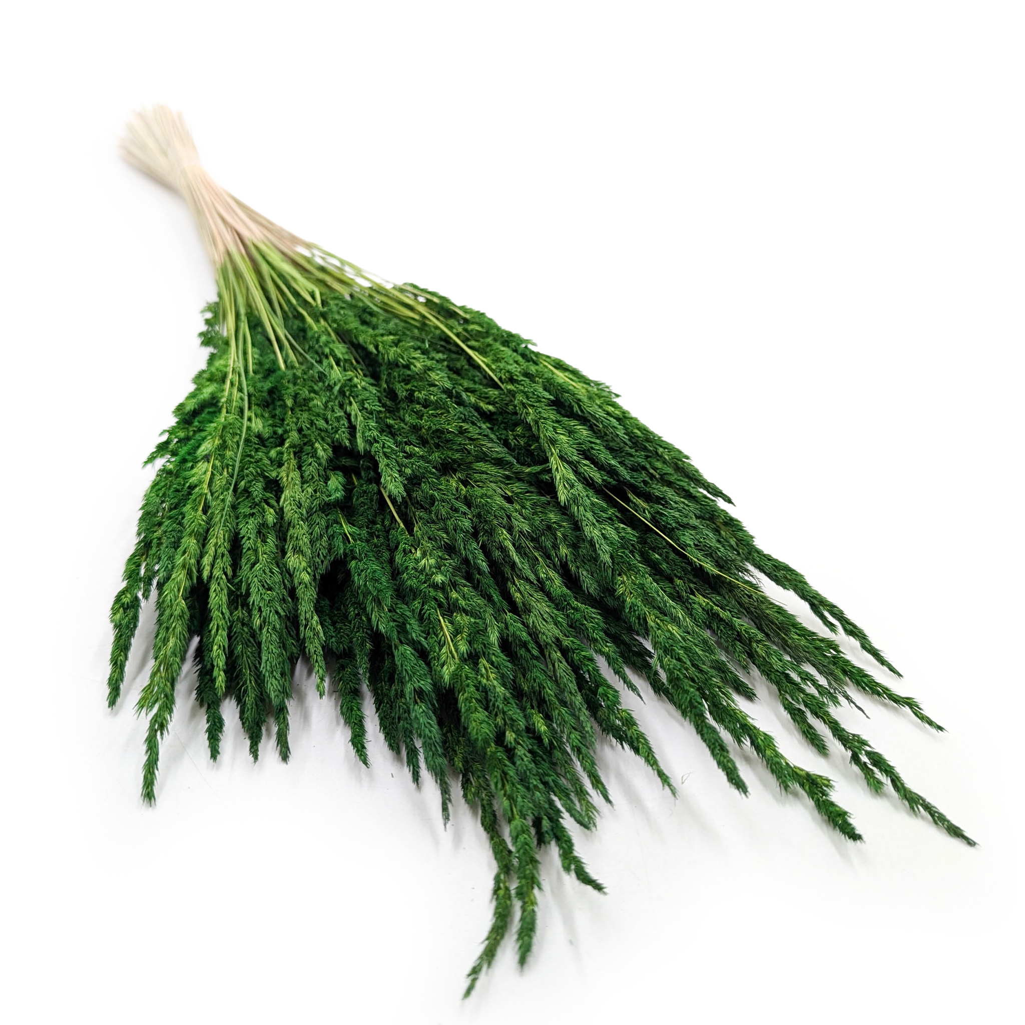 Roseau des sables – (Calamagrostis epigejos) – Vert bouteille