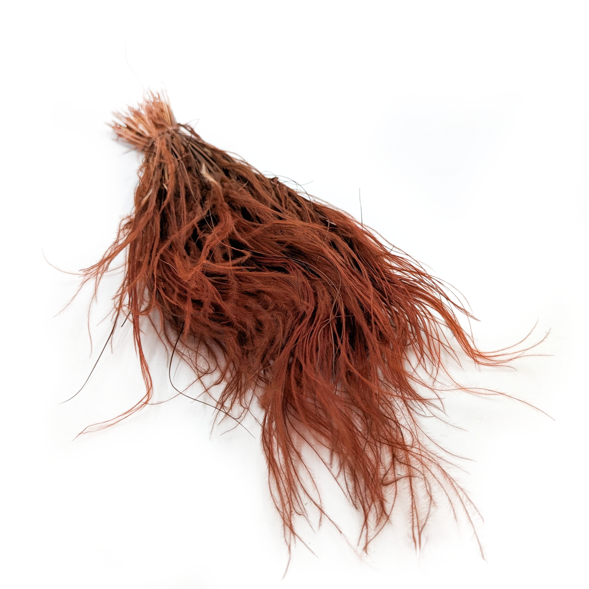 Stipa pennata – Herbe aux plumes - (Stipa pennata) – Chocolat