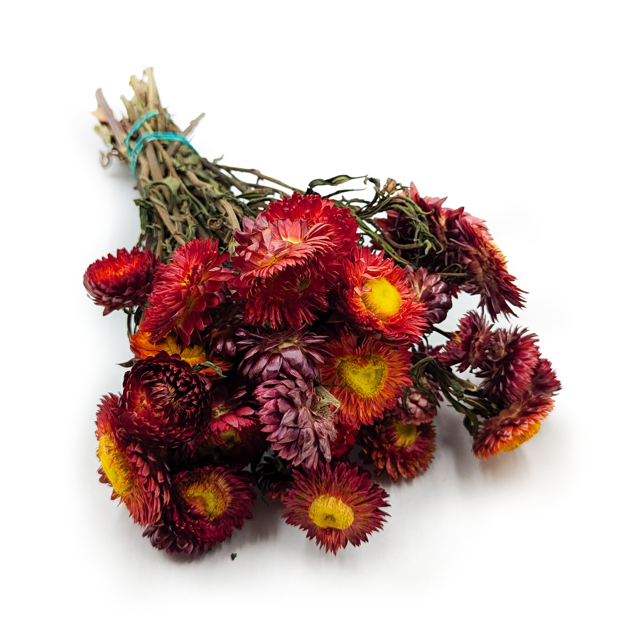 Immortelle Séchée – (Helichrysum) – Rouge Écarlate