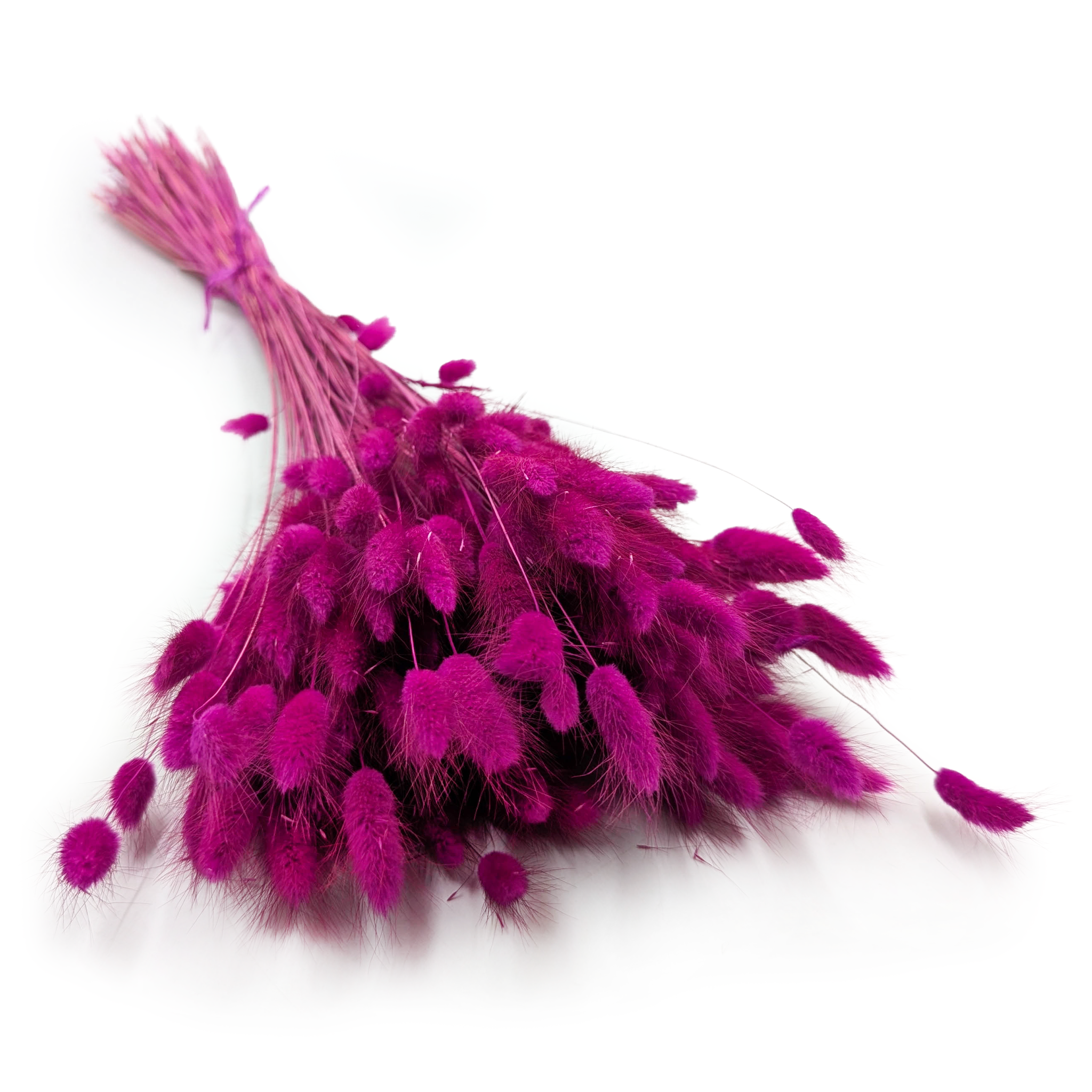 Lagurus séché – Queue-de-lièvre – Violet Pourpre