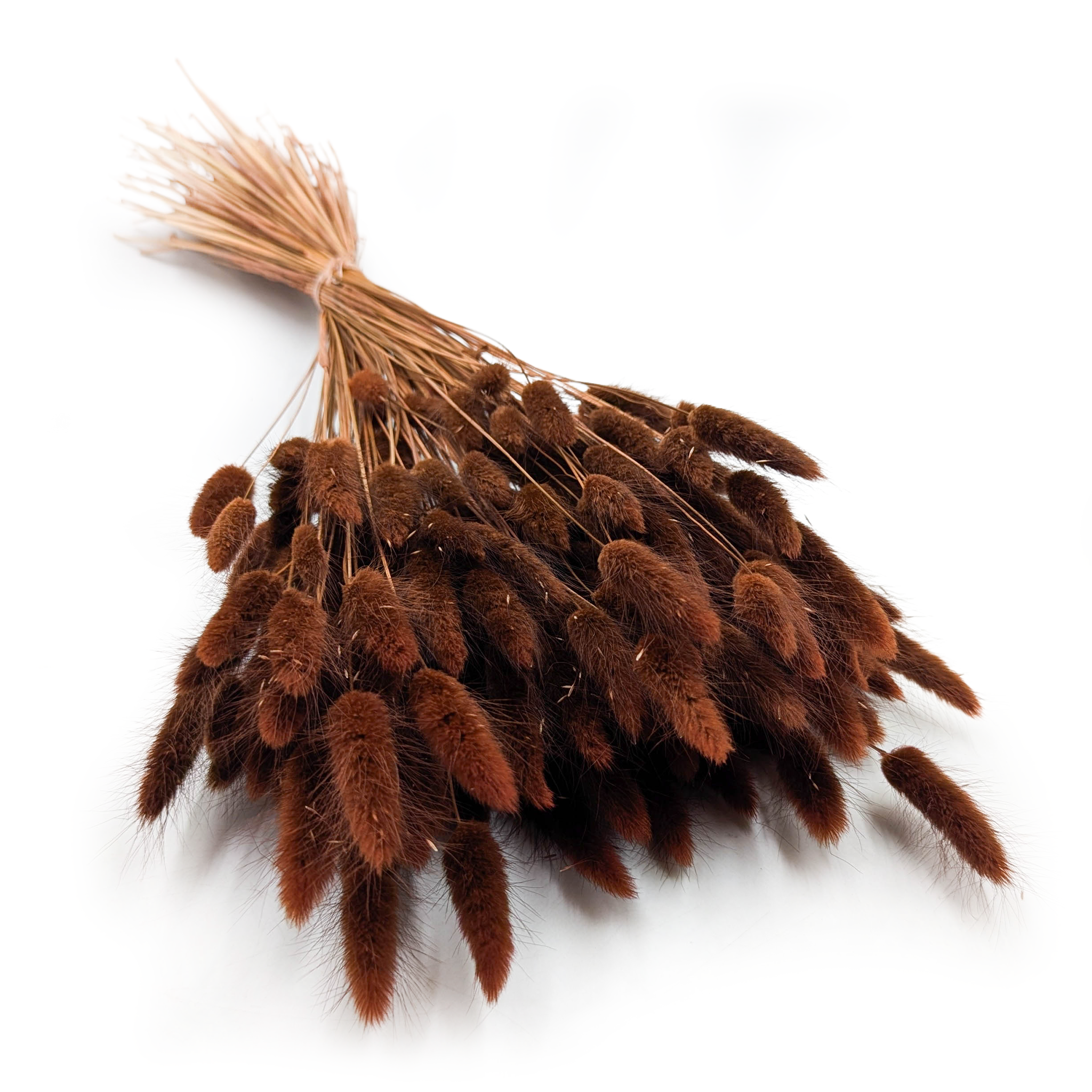 Lagurus séché – Queue-de-lièvre – Brun Chocolat