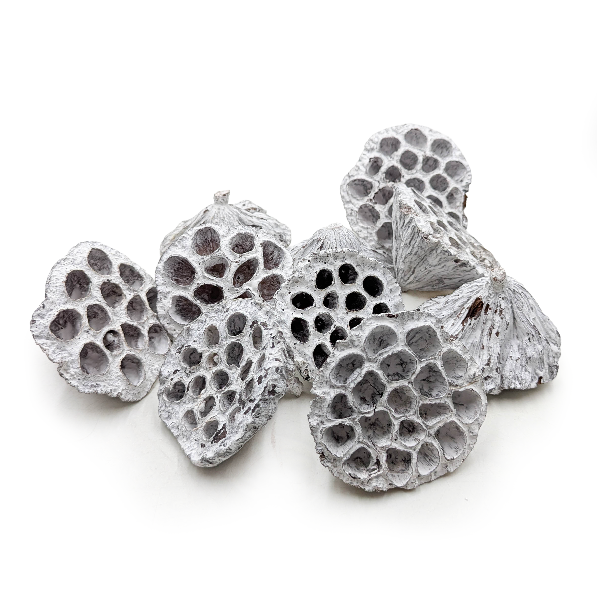 Lotus Moyen M  - Blanchi - fleur séchée exotique - 10 pièces 